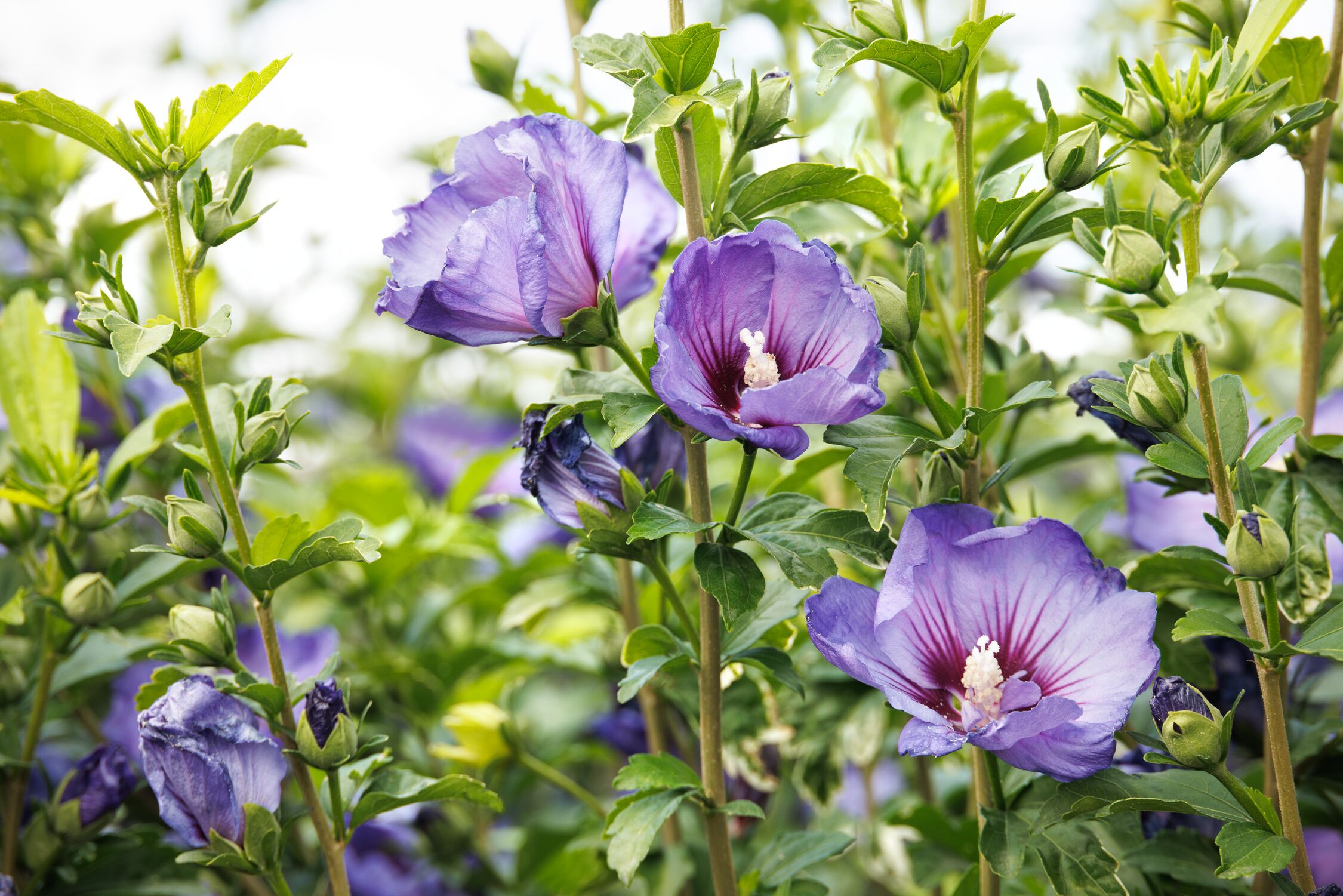 A flowering Rose of Sharon shrub with multiple blooms and green leaves in a sunny garden bed