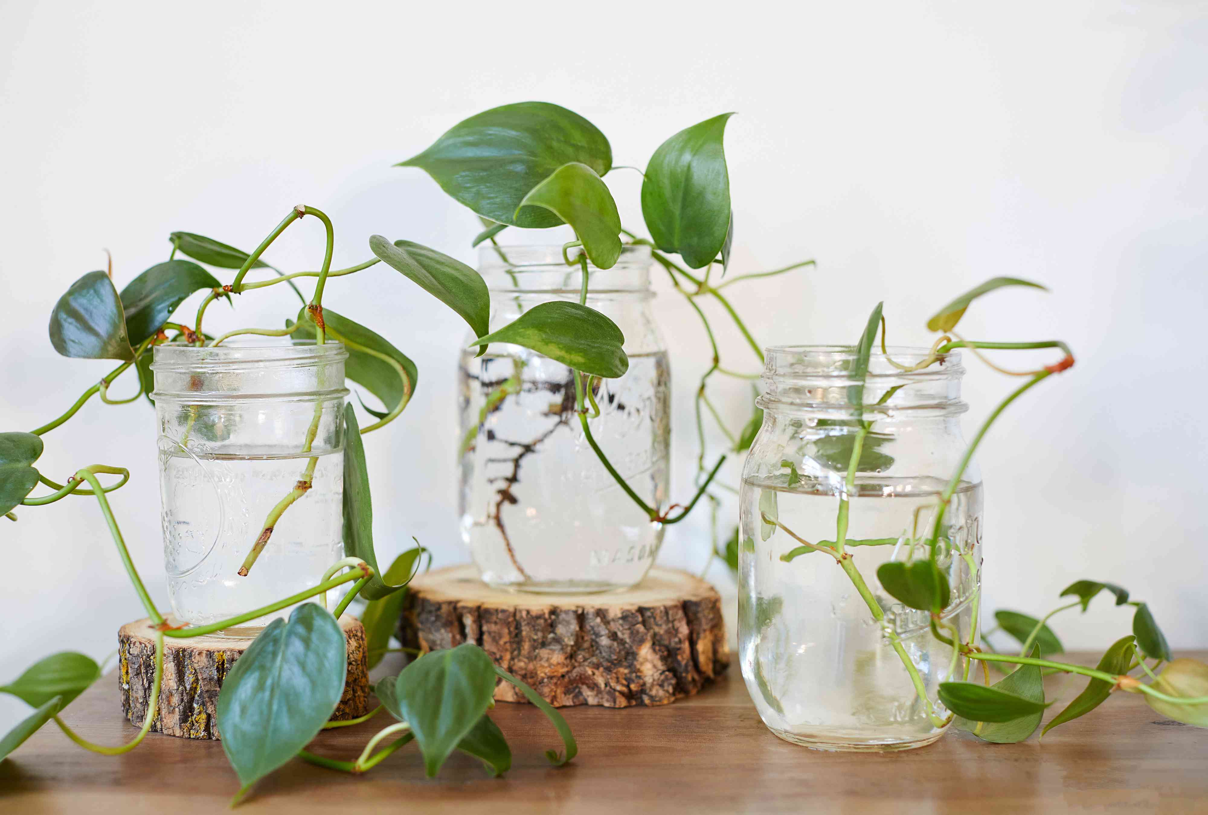 A fresh Philodendron Brasil stem cutting with a visible node sitting in a clear glass jar of water on a bright countertop
