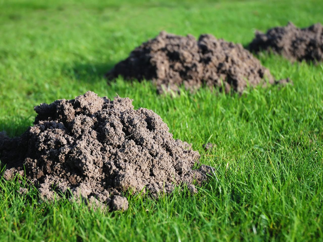 A fresh mole mound in the middle of a green lawn, showing a cone-shaped pile of loose soil