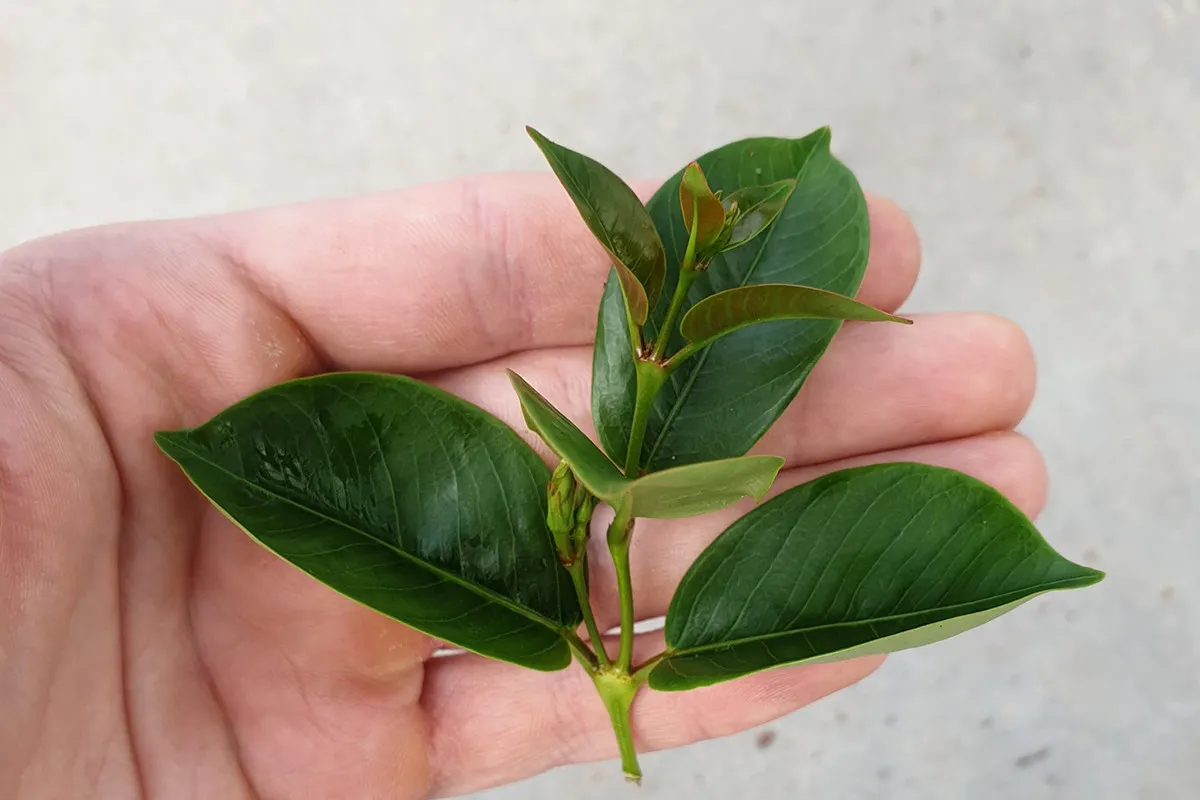 Featured image for How to Propagate Mandevilla from Cuttings