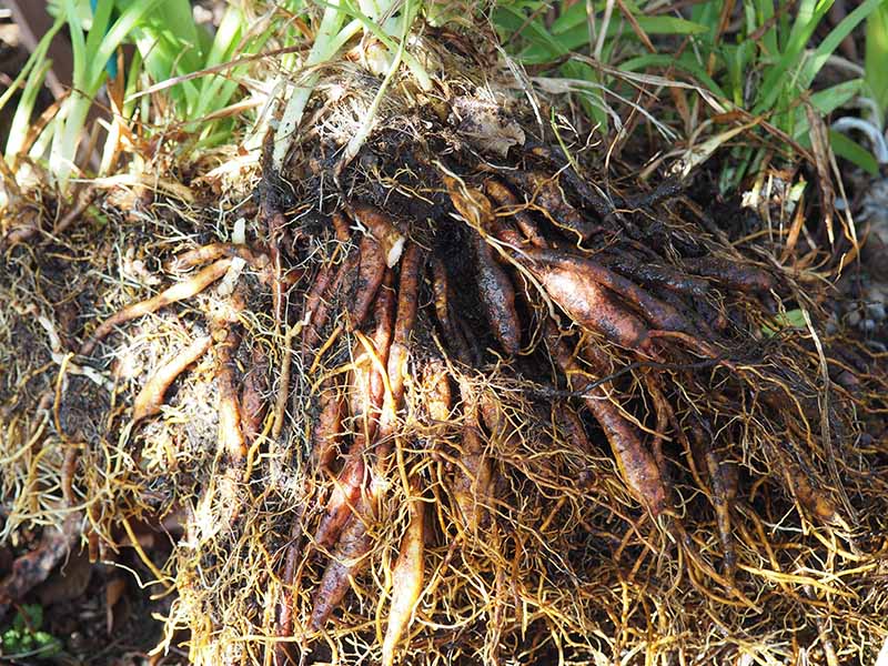 A freshly dug daylily clump with fan-shaped leaf clusters and thick fleshy roots visible, resting on garden soil