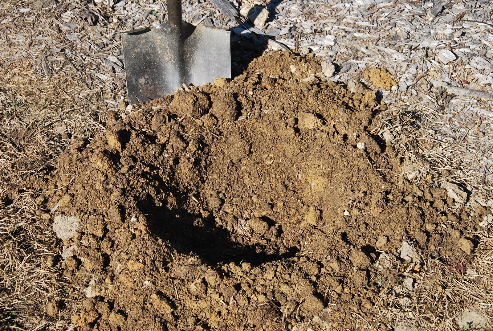 A freshly dug garden planting hole with dark compost mixed into the soil, next to a peony crown waiting to be planted