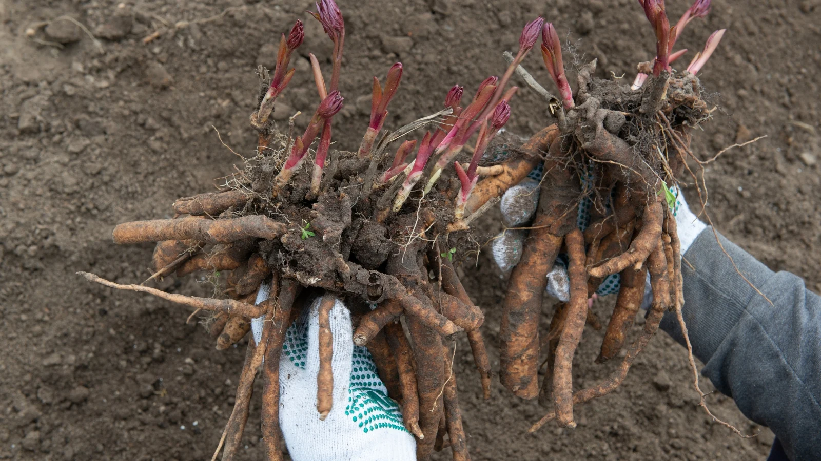 A freshly dug peony root clump on bare soil with visible pink buds and thick roots, with a garden fork nearby, realistic backyard photo