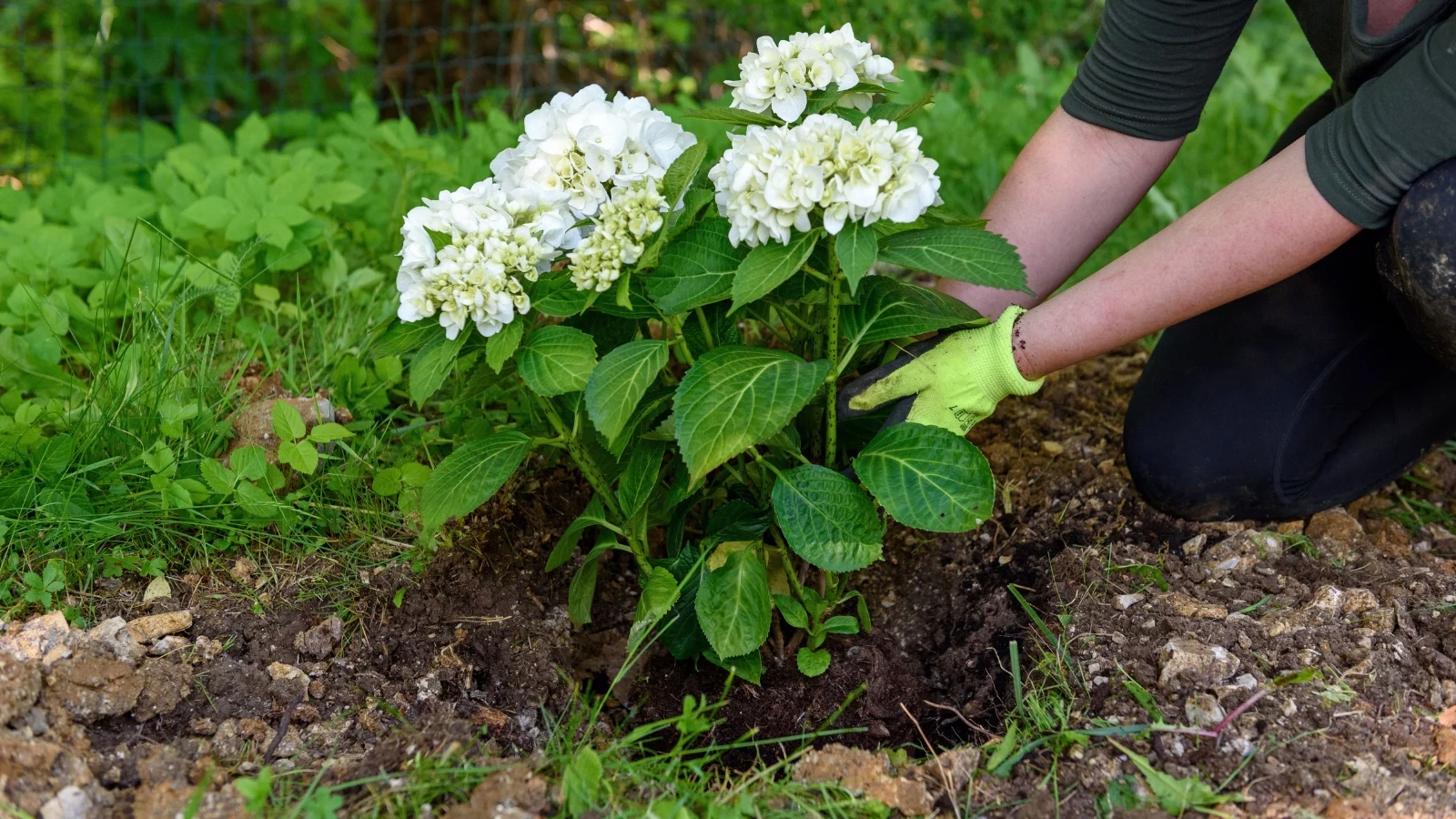 A freshly dug planting hole in a garden bed with crumbly soil around the edges, sized wider than deep for a shrub