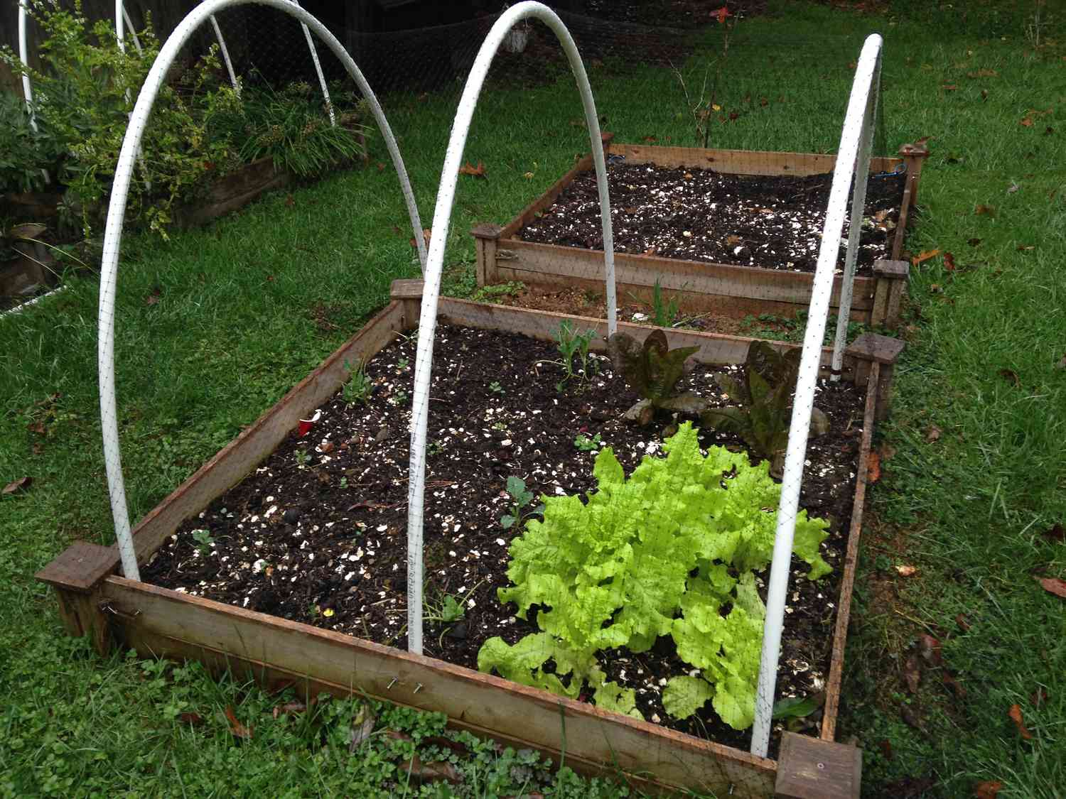A garden bed covered with a low tunnel made from hoop supports and clear plastic in early spring, with leafy greens growing underneath