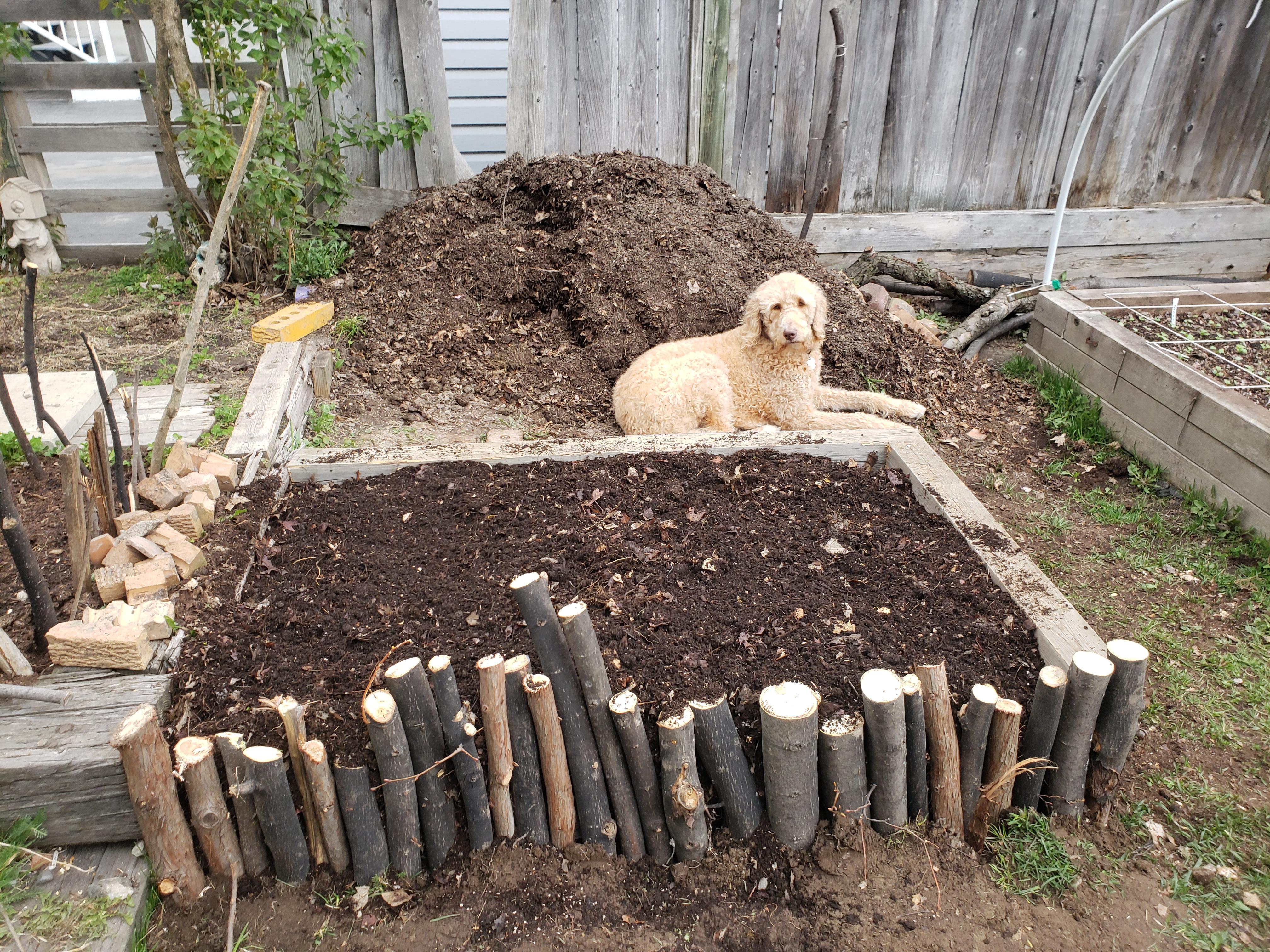 A garden bed top-dressed with dark compost and a layer of shredded leaf mulch around a newly planted shrub