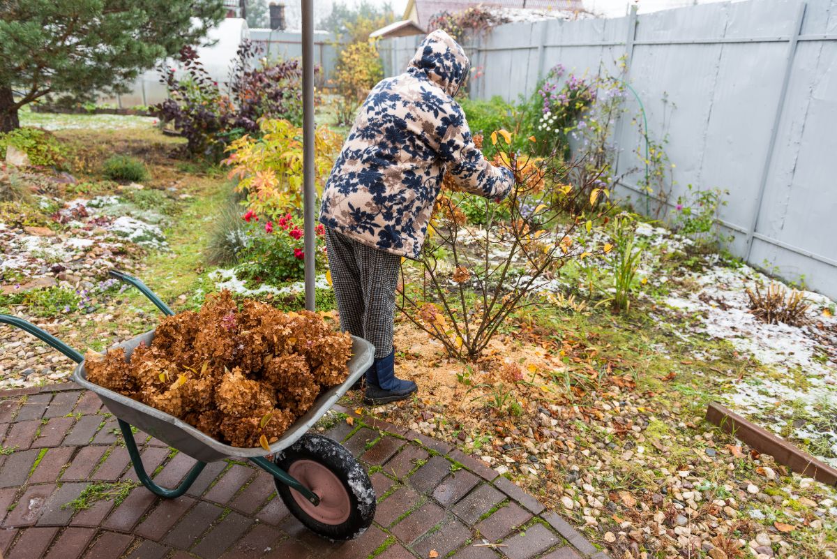 A garden bed with a hydrangea shrub, with someone raking fallen leaves away from the base to clean up debris