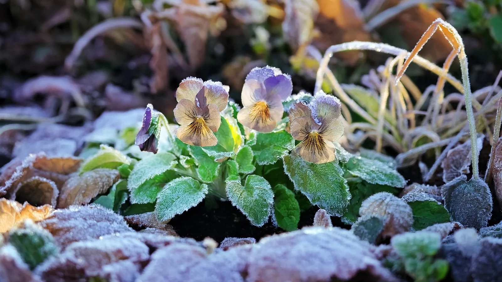A garden photograph of pansy flowers in a bed with a light frost on the petals and surrounding soil, showing cold-weather conditions