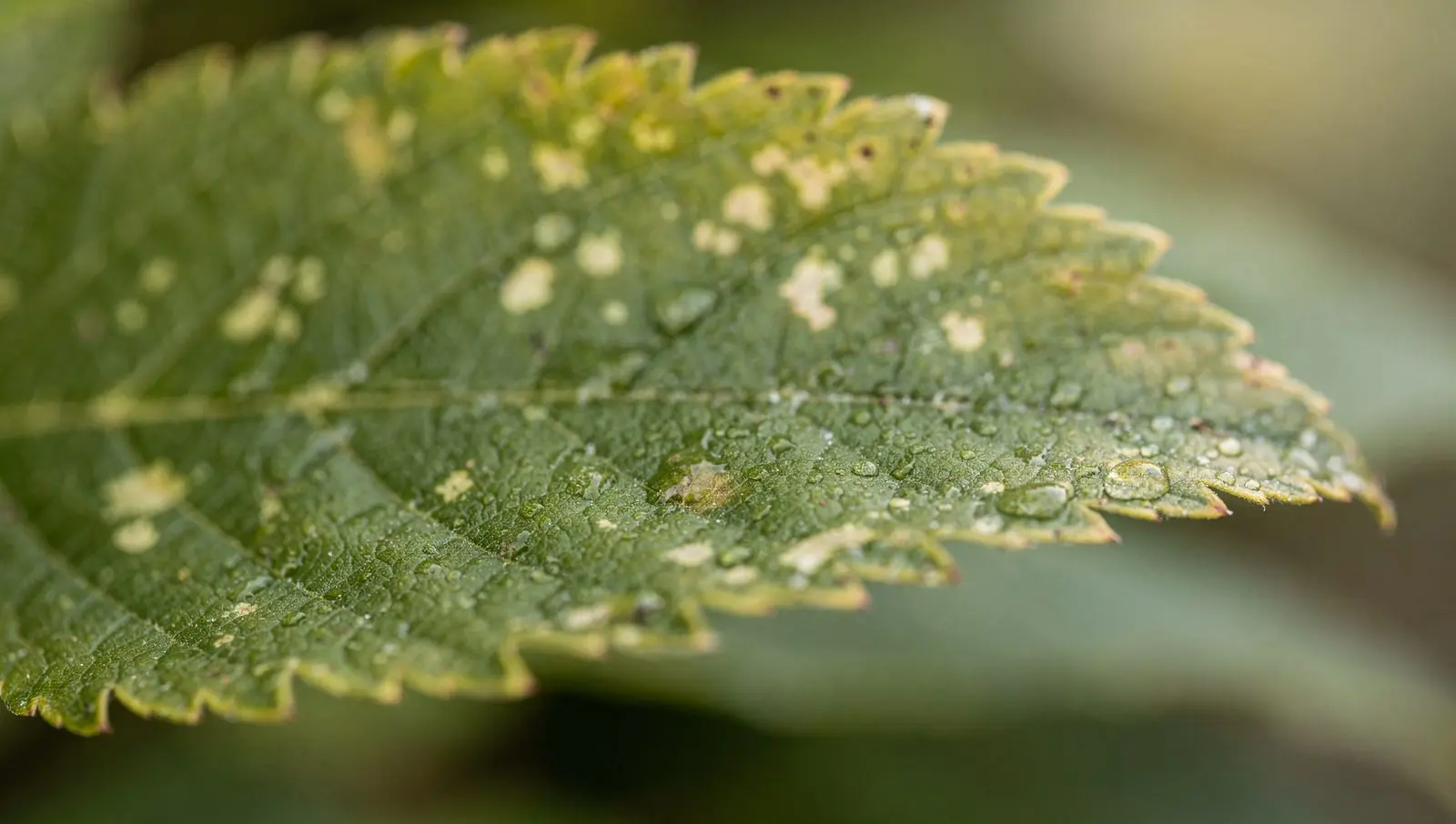A garden sprayer applying a fine mist to the underside of hydrangea leaves outdoors