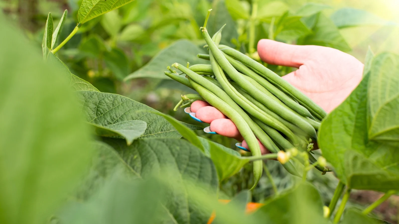 Featured image for How to Grow Green Beans at Home (Bush and Pole)