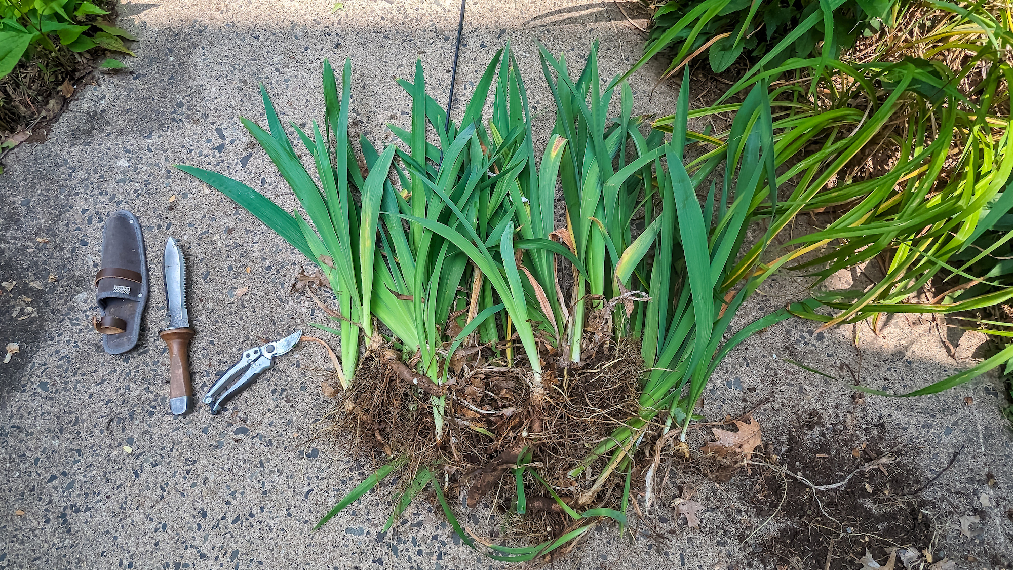 A gardener holding freshly lifted bearded iris rhizomes with visible roots and fan-shaped leaves over a garden bed, real-life outdoor photo