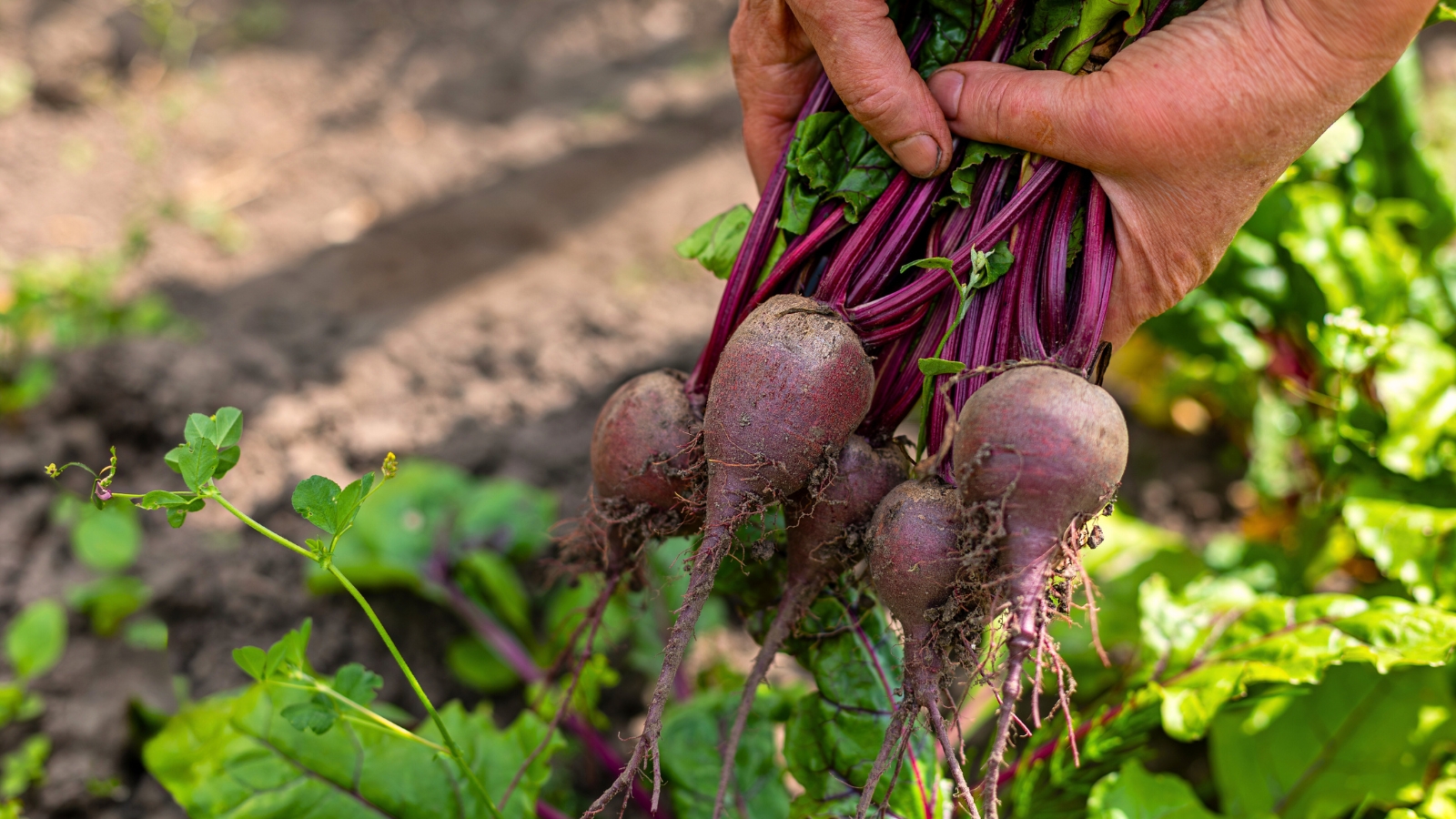 Featured image for How to Grow Beets at Home