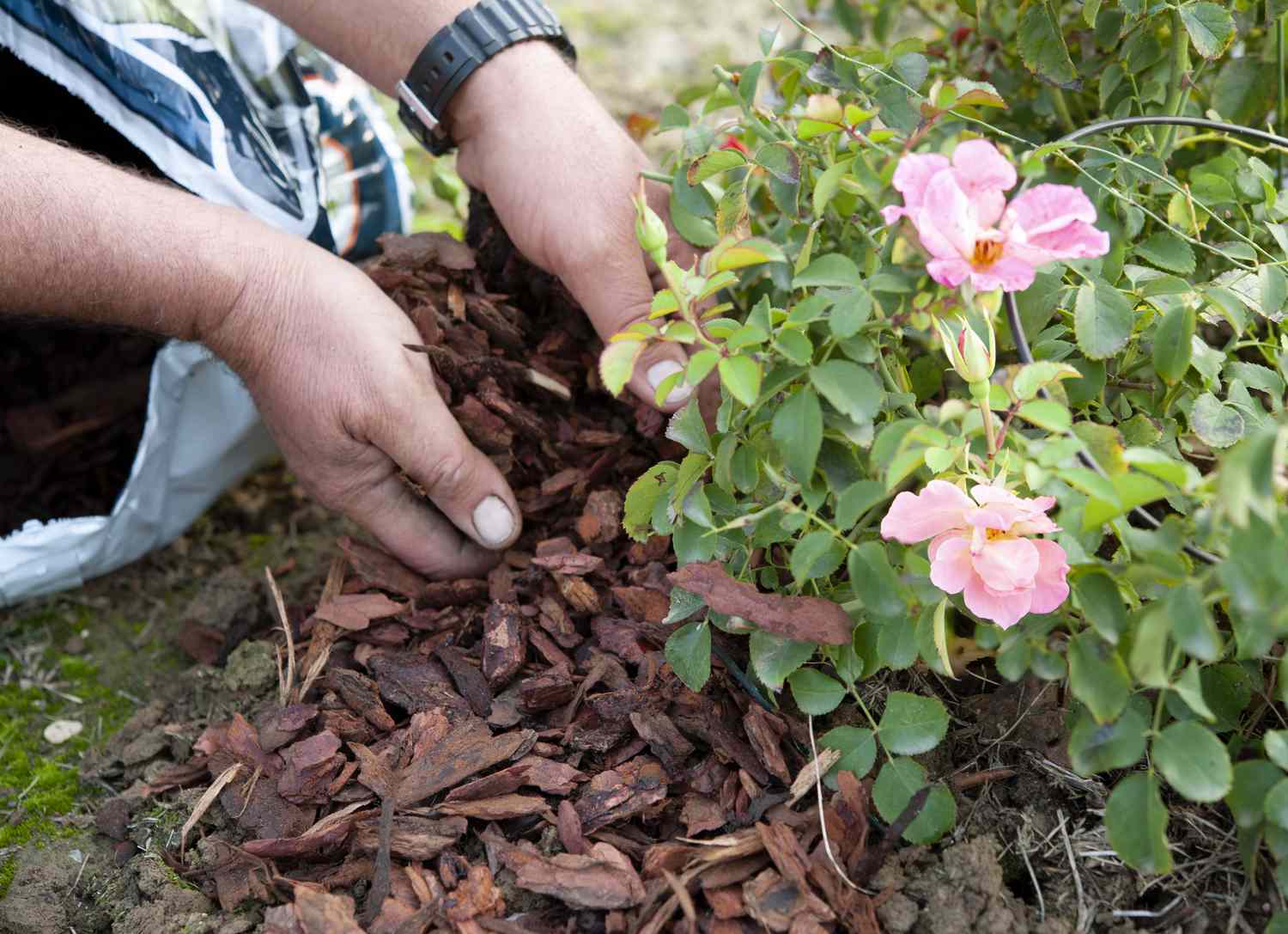 A gardener in early spring gently pulling back a mulch mound from the base of a rose bush as new buds begin to swell on the canes