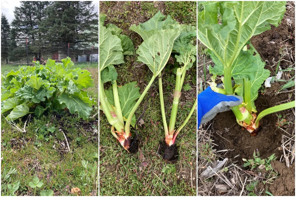 A gardener lifting and splitting a mature rhubarb crown in early spring, showing thick roots and several visible buds on the crown, photographed outdoors in a garden