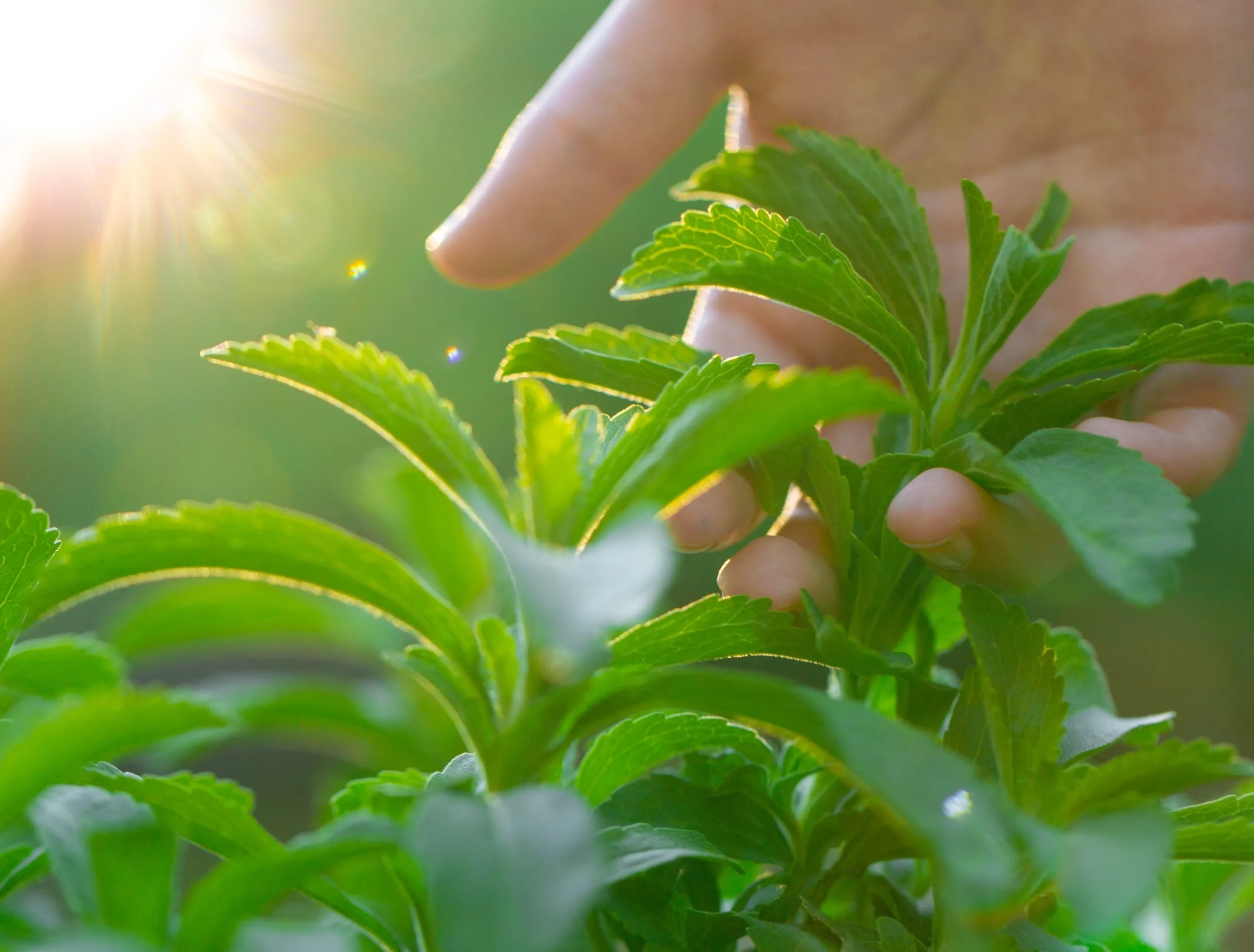 A gardener pinching the growing tip of a stevia plant