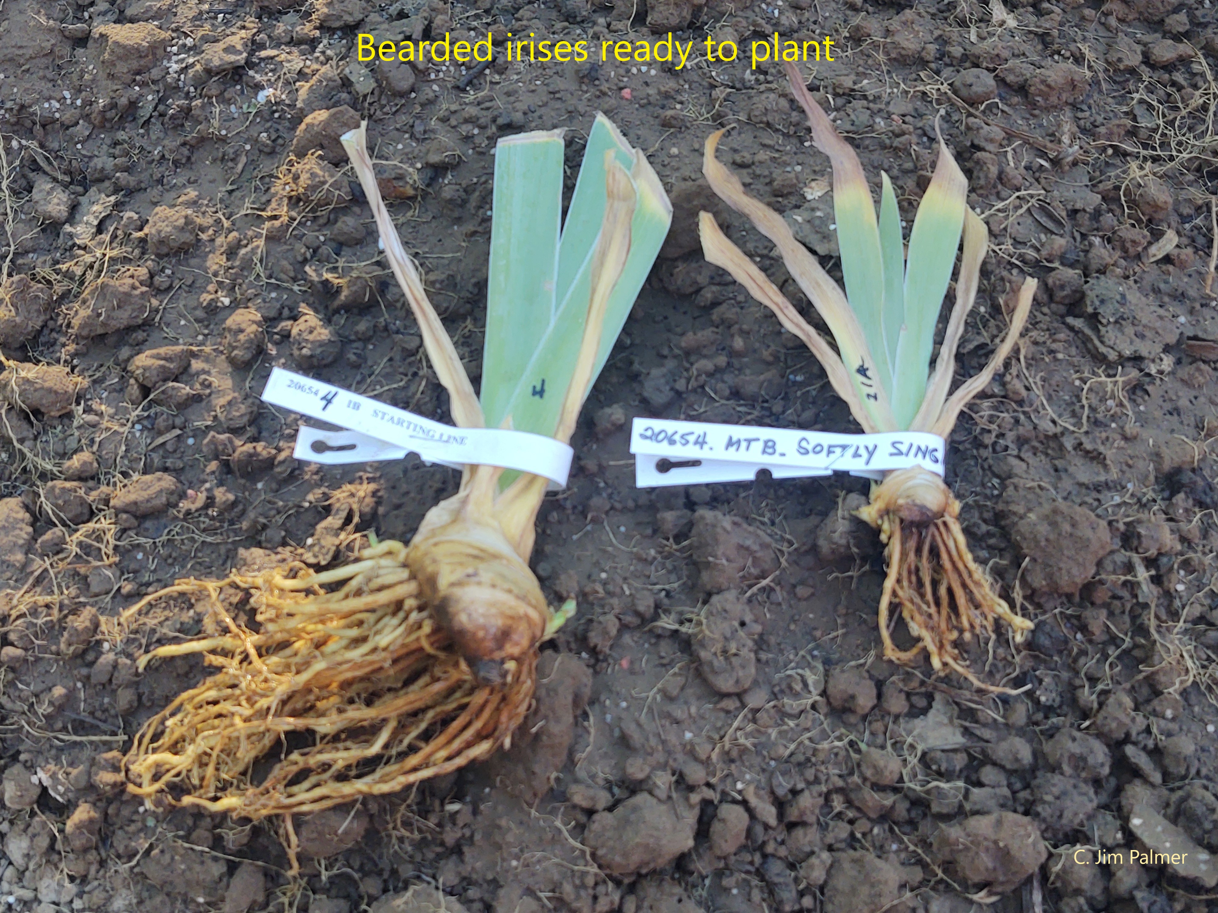 A gardener placing a bearded iris rhizome at soil level with roots spread in a shallow hole, outdoor garden photo