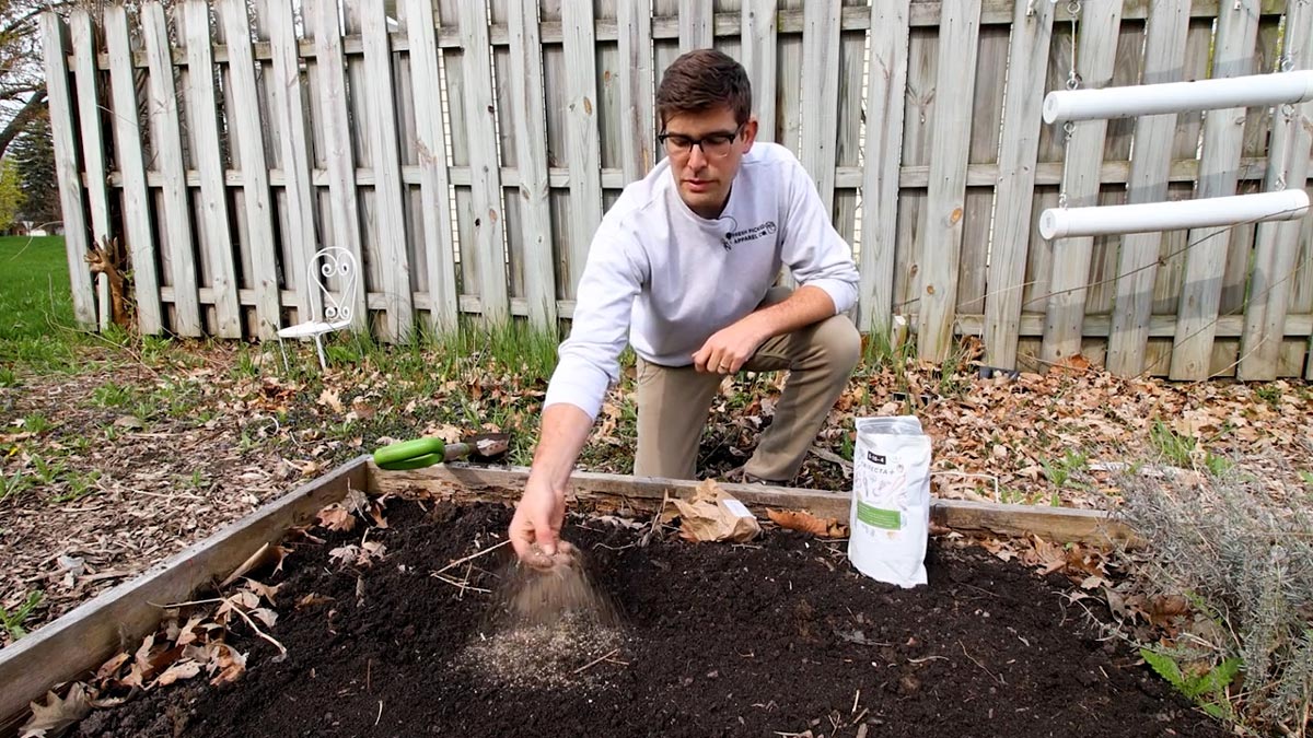 A gardener placing a rhubarb crown into a freshly dug hole in a compost-amended garden bed, with dark crumbly soil and a hand trowel nearby, realistic outdoor photo