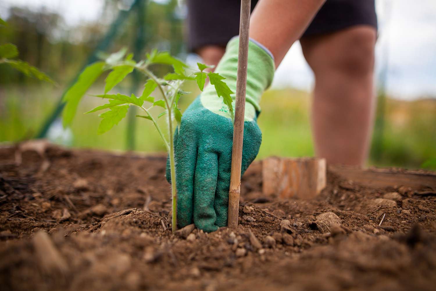 A gardener placing a tomato seedling into a deep planting hole in a sunny garden bed with compost-rich soil, realistic photo