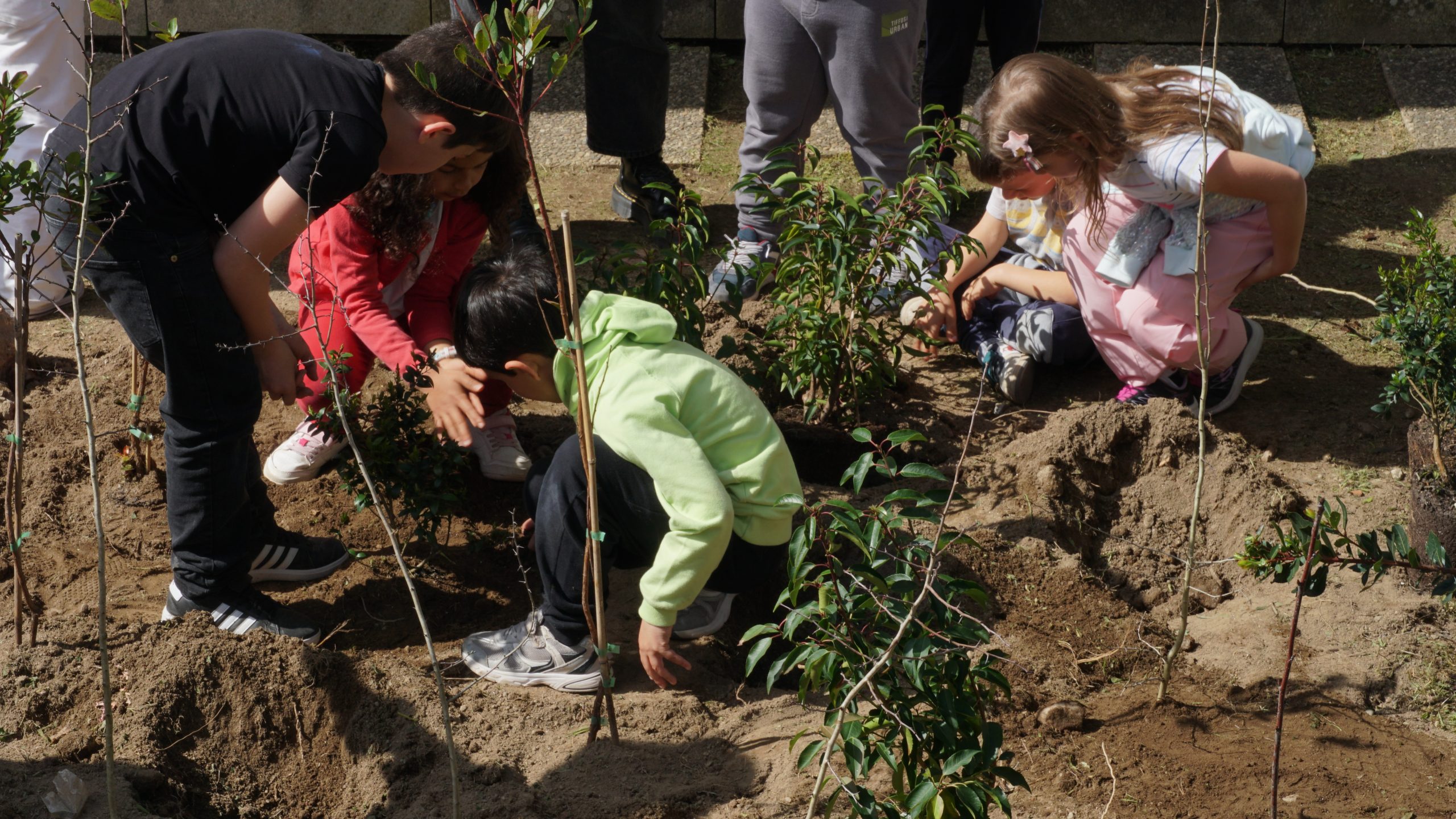 A gardener placing a young tree into a wide, shallow planting hole with the root flare visible above the soil, outdoor photography