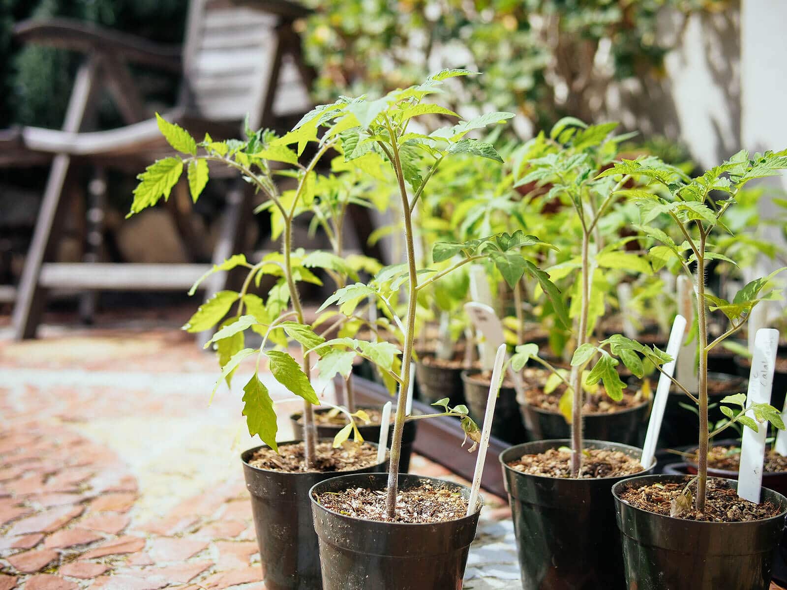 A gardener planting a young tomato seedling into a sunny outdoor garden bed, hands gently firming soil around the stem, real photography style