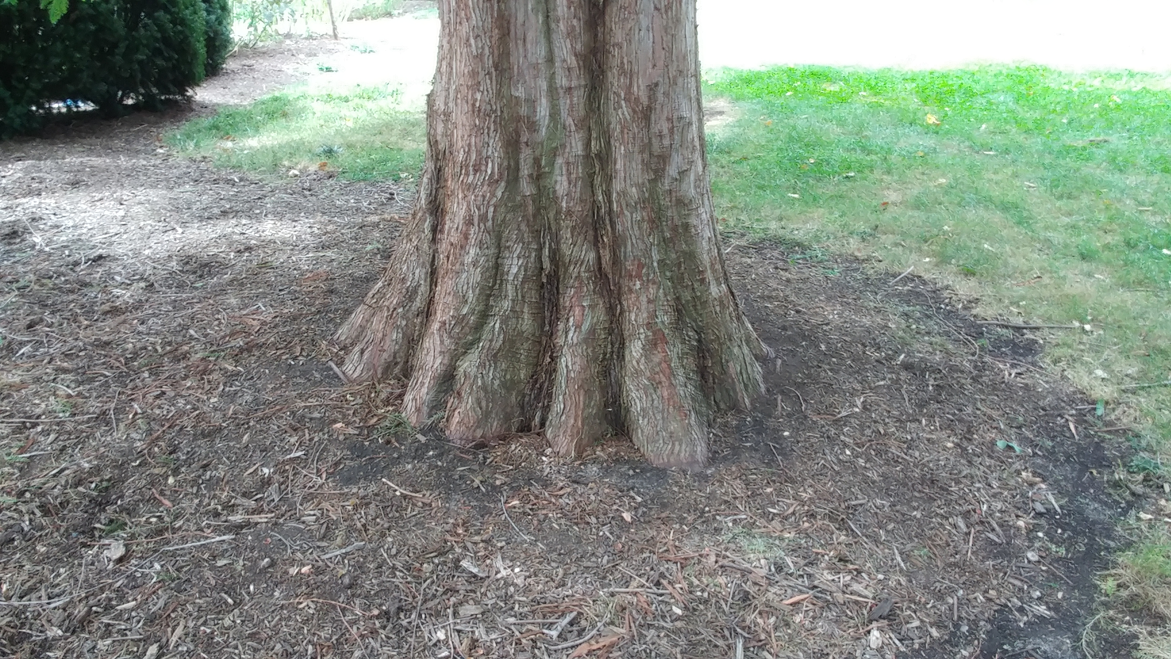 A gardener setting a young boxwood shrub into a planting hole with the root flare visible at soil level, compost nearby, real photography style