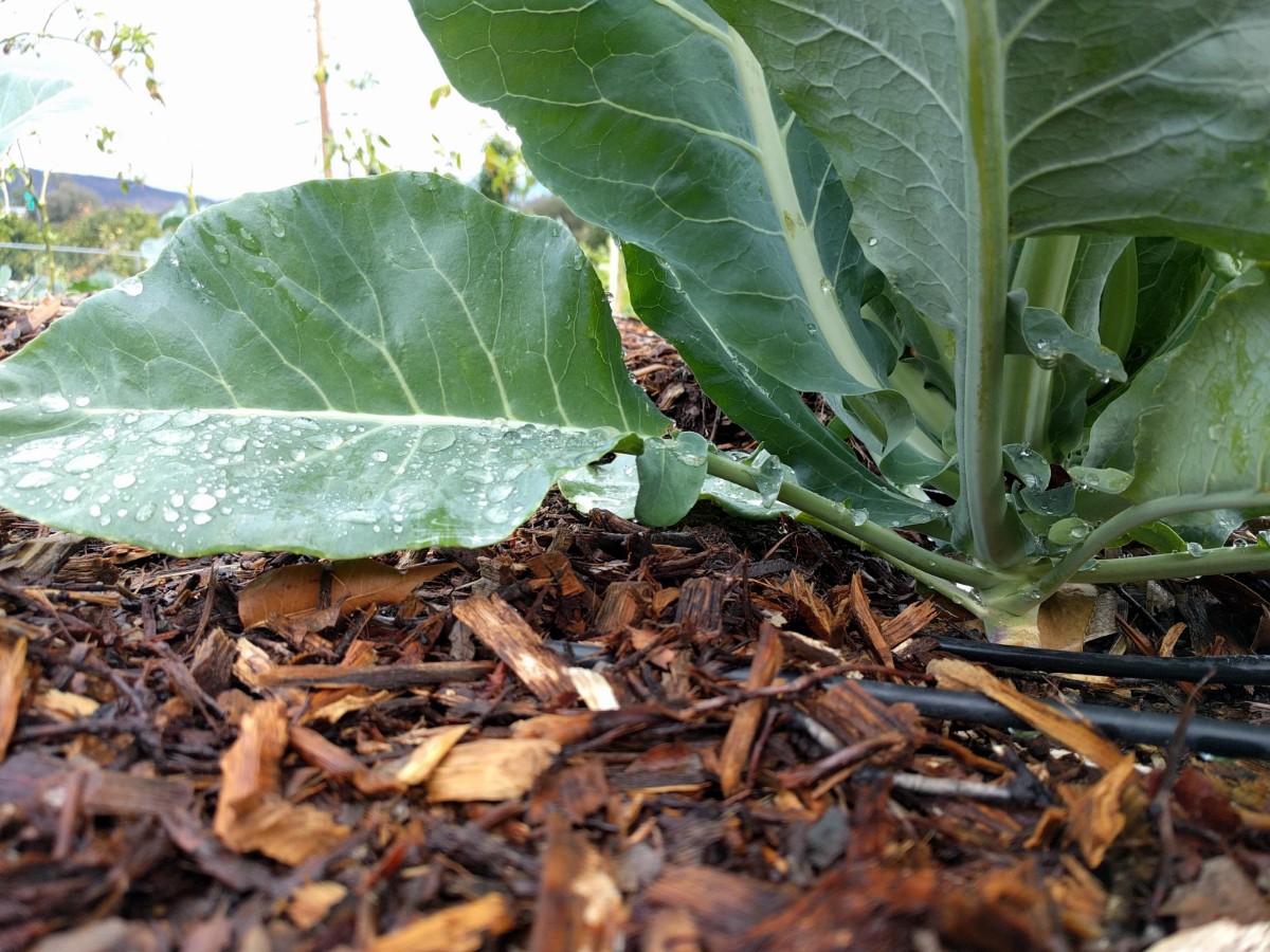 A gardener spreading wood chip mulch in a backyard planting bed with perennials and shrubs, creating an even weed-blocking layer