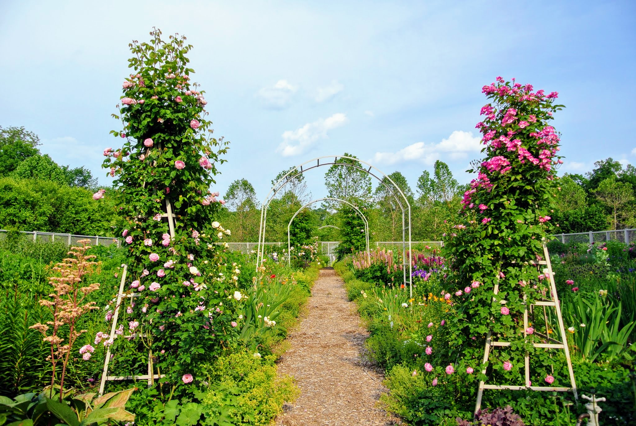A gardener tying and pruning a climbing rose on a wooden trellis in spring, with long canes being trained horizontally