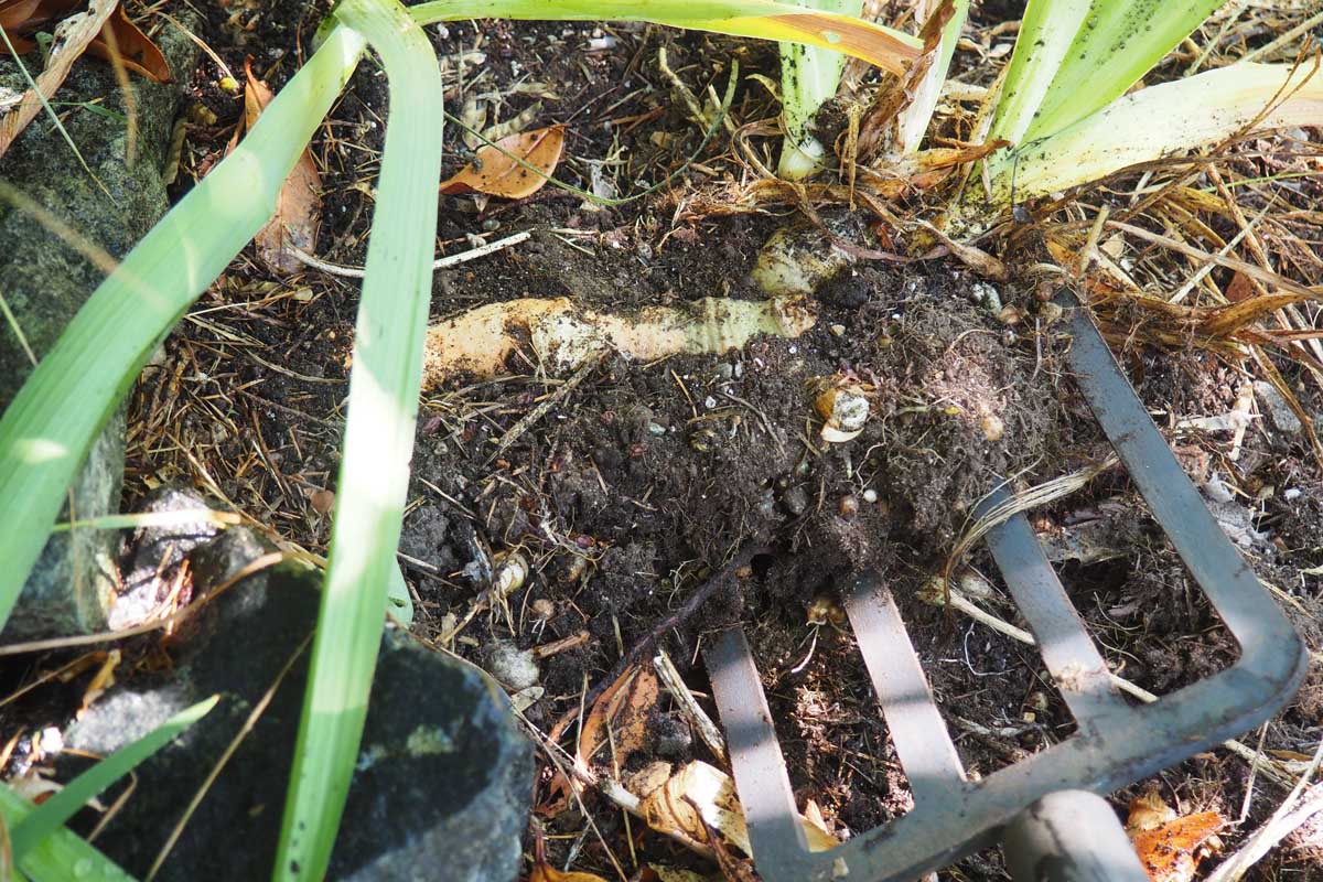 A gardener using a garden fork to lift a bearded iris clump from the soil, with rhizomes visible at the surface