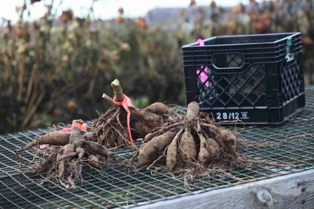 A gardener using a garden fork to lift a large dahlia tuber clump from loosened soil in a backyard flower bed, late autumn light