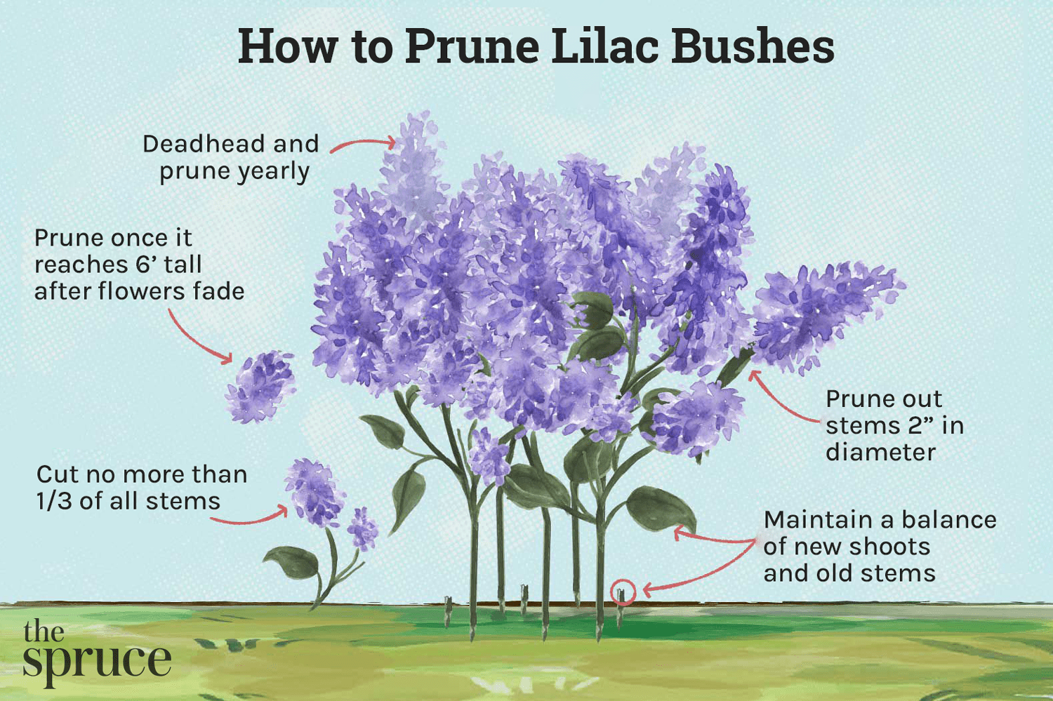 Featured image for Lilac Bush Care and Pruning for More Blooms