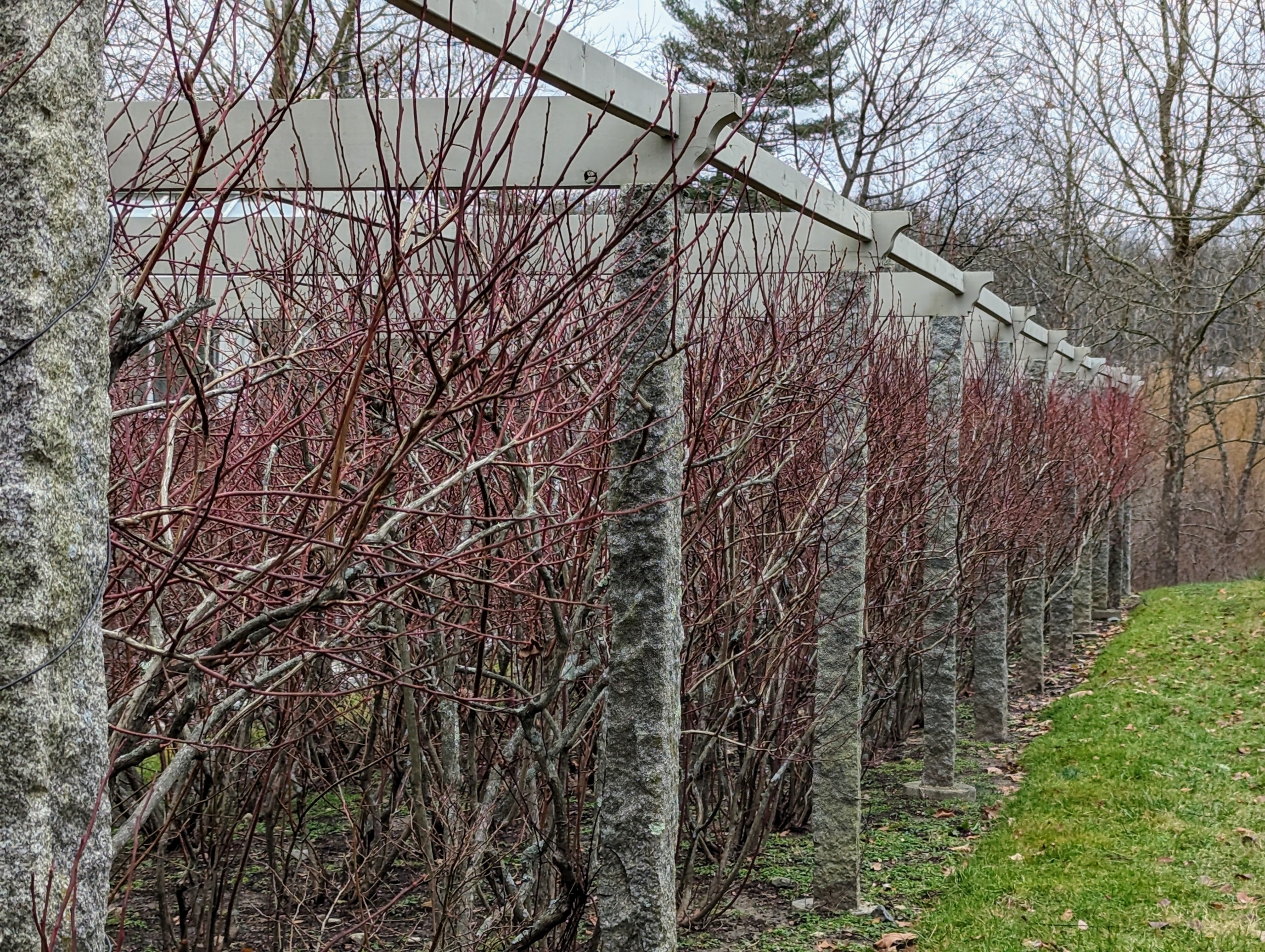 Featured image for How to Prune Blueberry Bushes for More Fruit