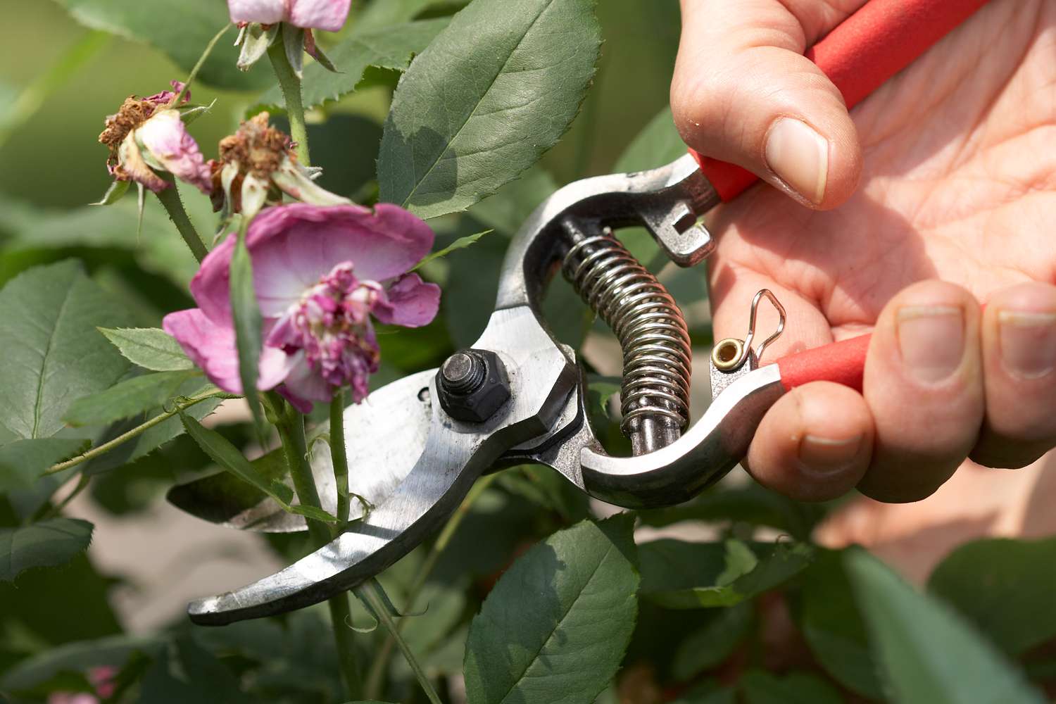 A gardener using hand pruners to cut a spent rose bloom on a rose bush, with the cut being made just above a healthy outward-facing leaf junction, bright garden daylight, photorealistic