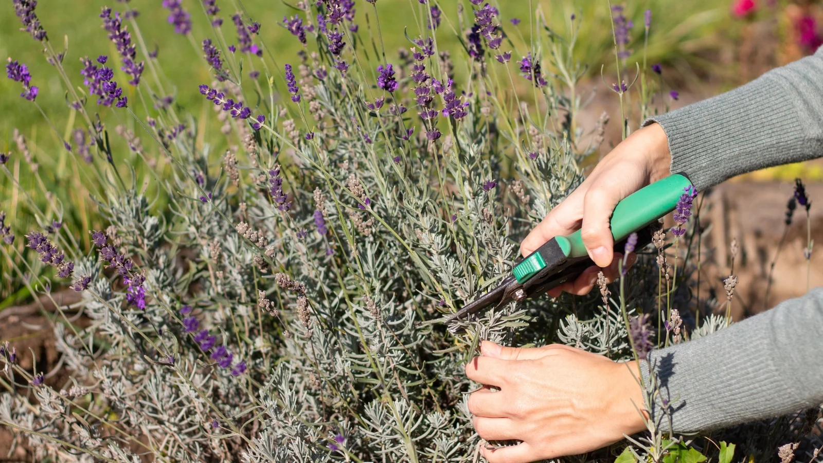 Featured image for When to Prune Lavender