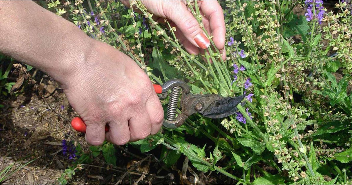A gardener using small pruning snips to remove a fading purple salvia flower spike, cutting back to fresh green leaves on the plant, photorealistic