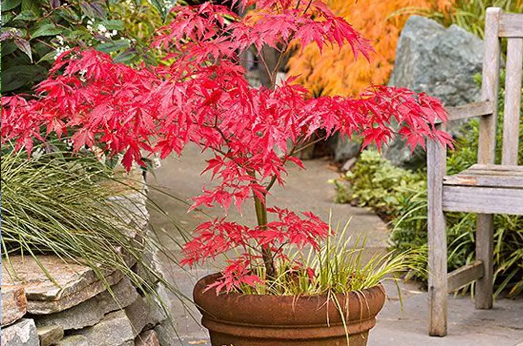 A gardener watering a Japanese maple in a large container with a watering can in early morning light, real photograph