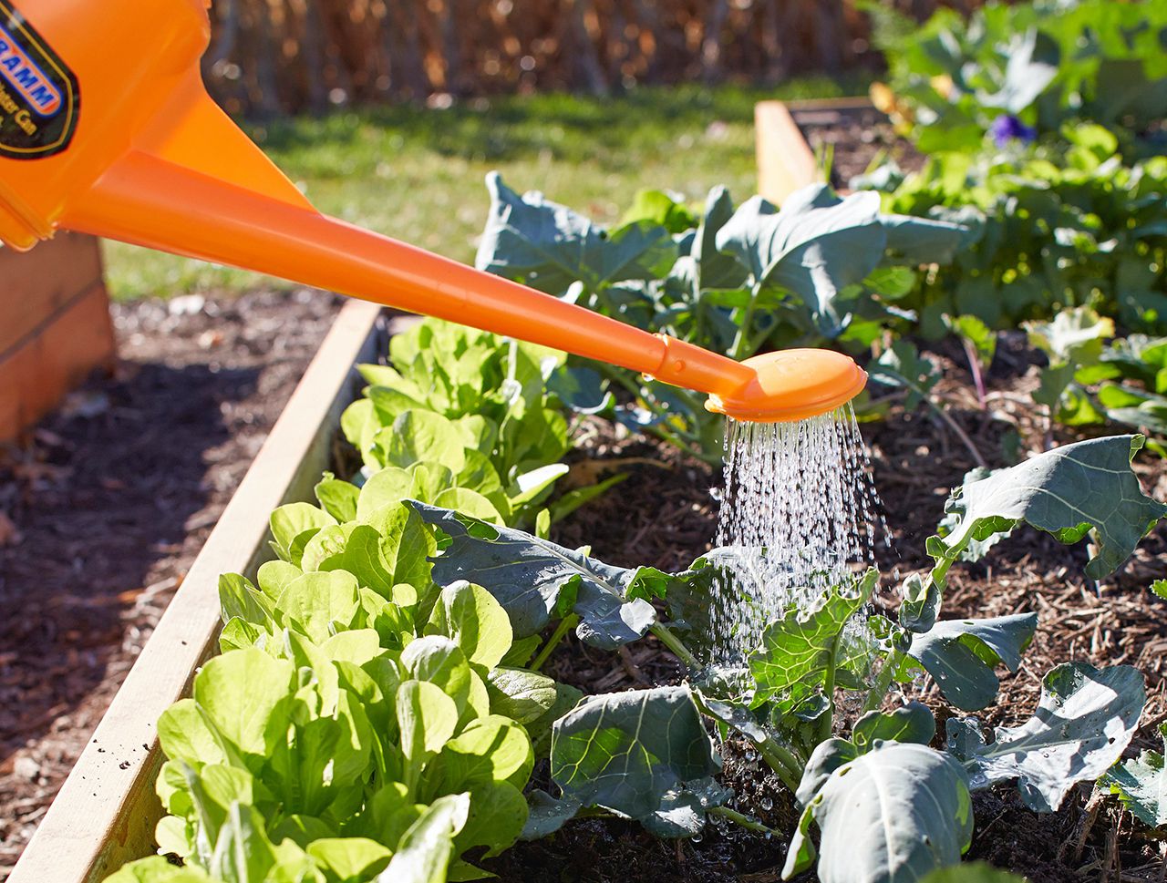 Featured image for Vegetable Garden Watering: Depth, Frequency, and Common Mistakes