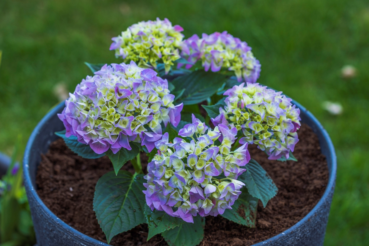 A gardener watering a hydrangea in a large patio container with a watering can, water soaking into the potting mix