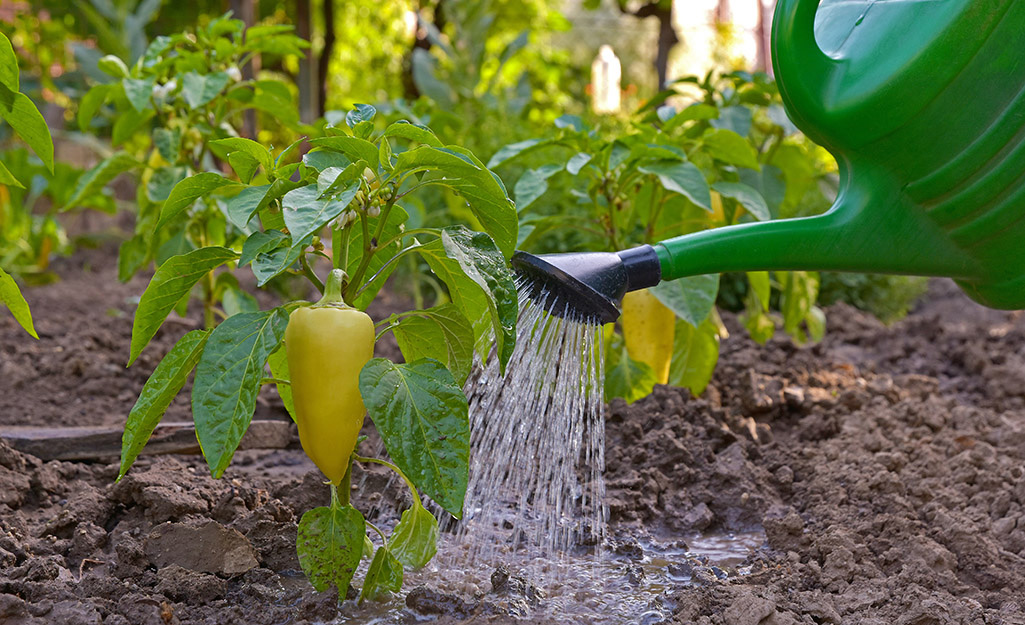 A gardener watering pepper plants at soil level with a watering can in a home garden, morning sunlight, shallow depth of field, photorealistic