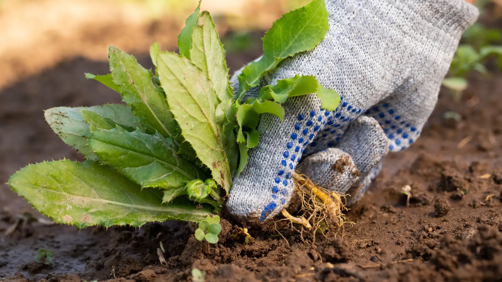 A gardener wearing gloves gently pulling a young weed from damp soil in a flower bed after rainfall, with the root intact