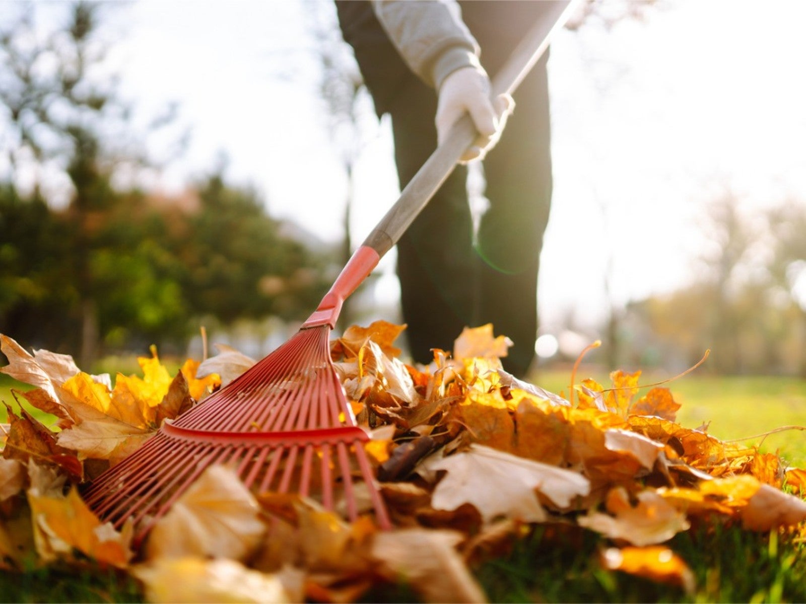 A gardener wearing gloves raking fallen rose leaves and debris from the soil around a rose bush on an overcast autumn day