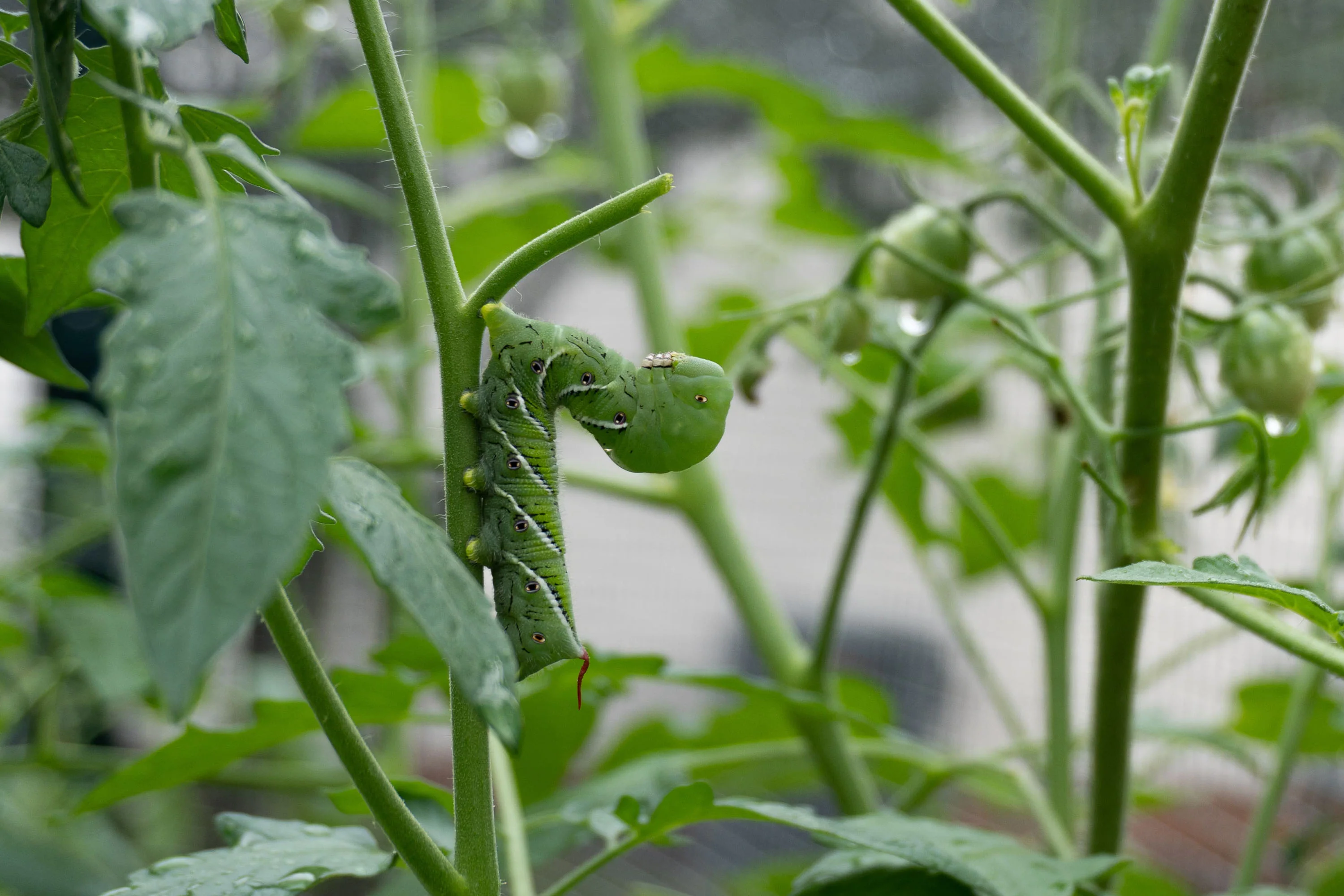 A gardener's gloved hand gently removing a large green hornworm from a tomato plant stem