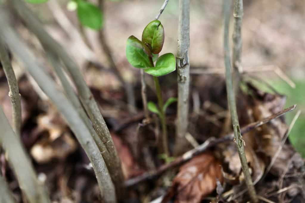 A gardener's gloved hands using loppers to cut a lilac sucker flush at the base where it emerges from the soil