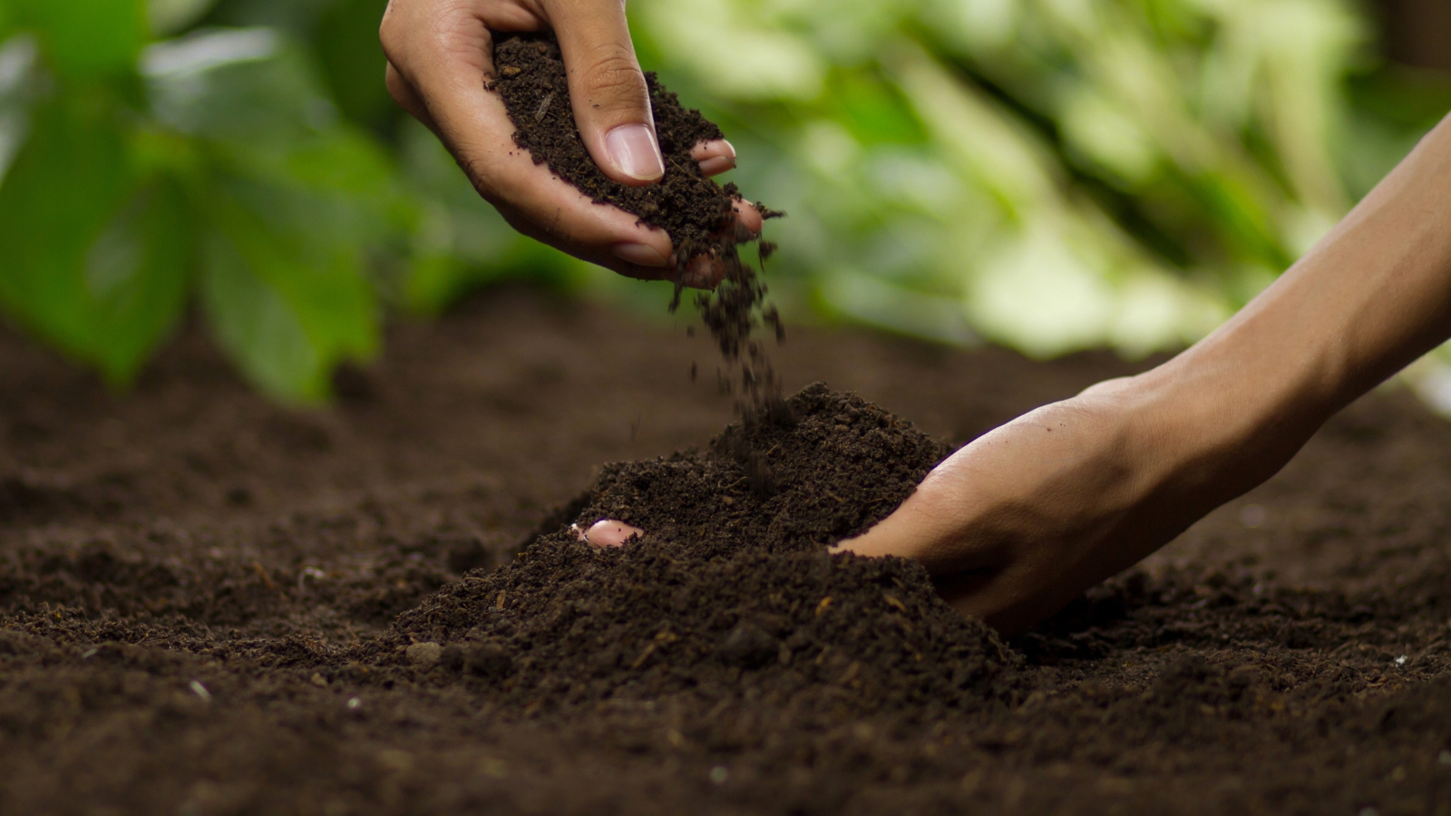 A gardener's hand squeezing a handful of saturated clay soil near a shrub, showing sticky clumps and wet sheen, outdoor photography