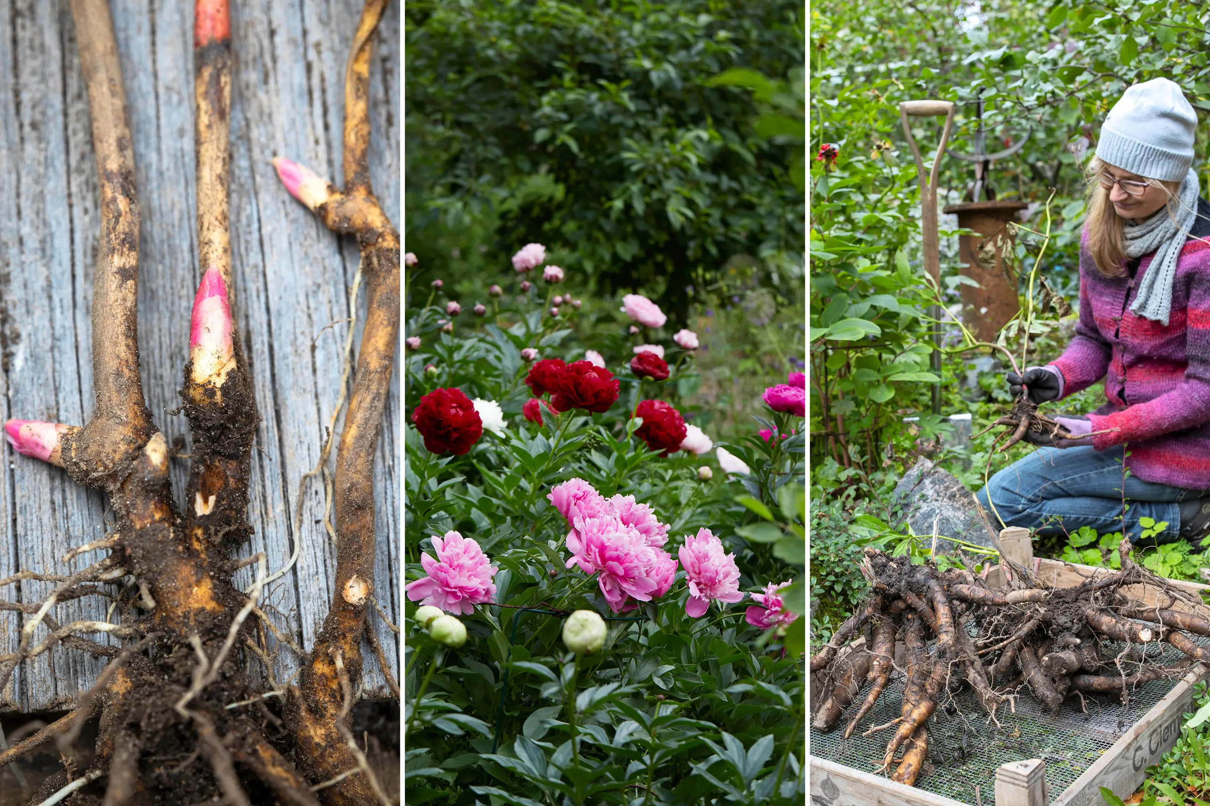 Featured image for Transplanting and Dividing Peonies