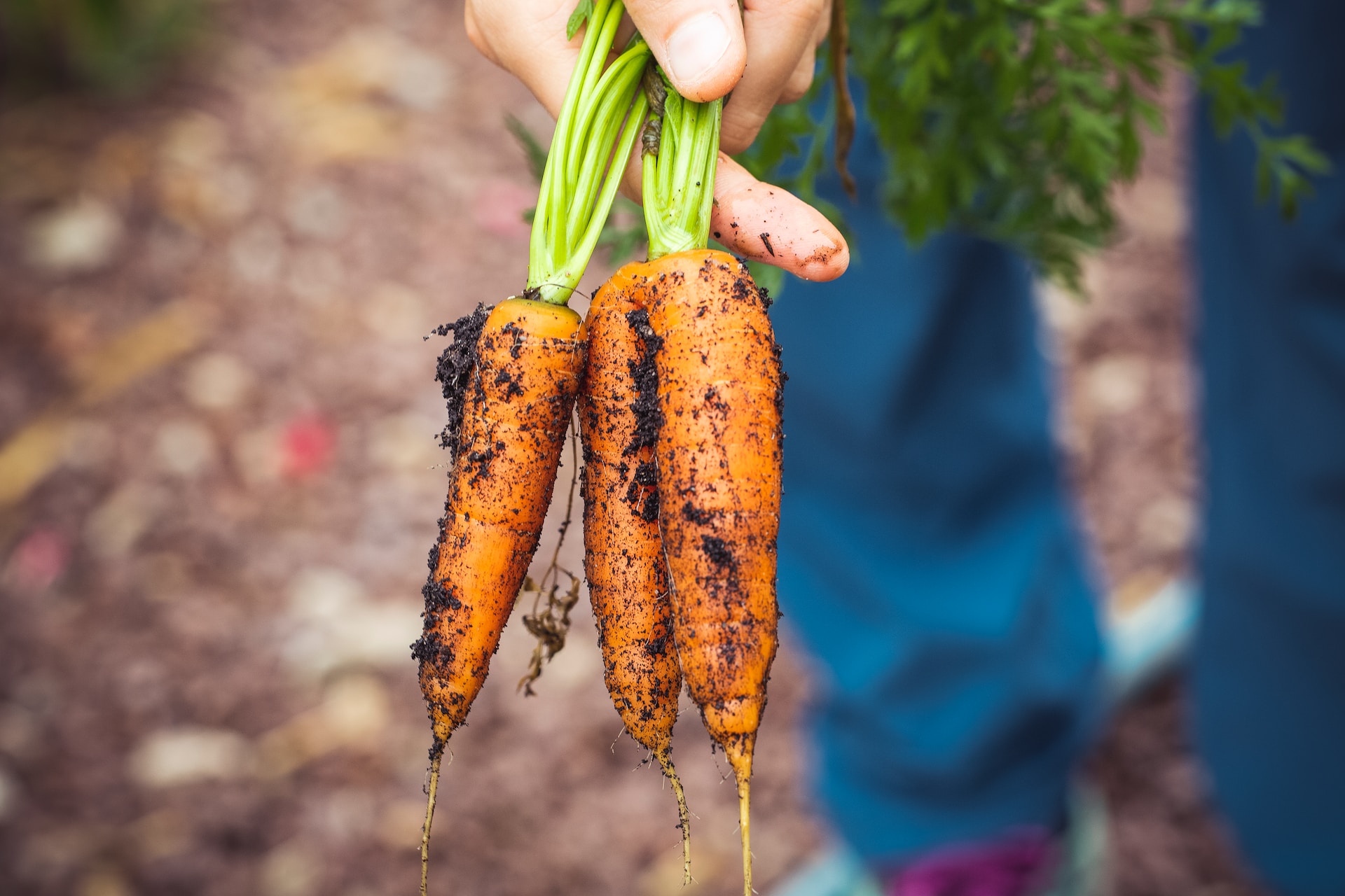 Featured image for How to Grow Carrots at Home