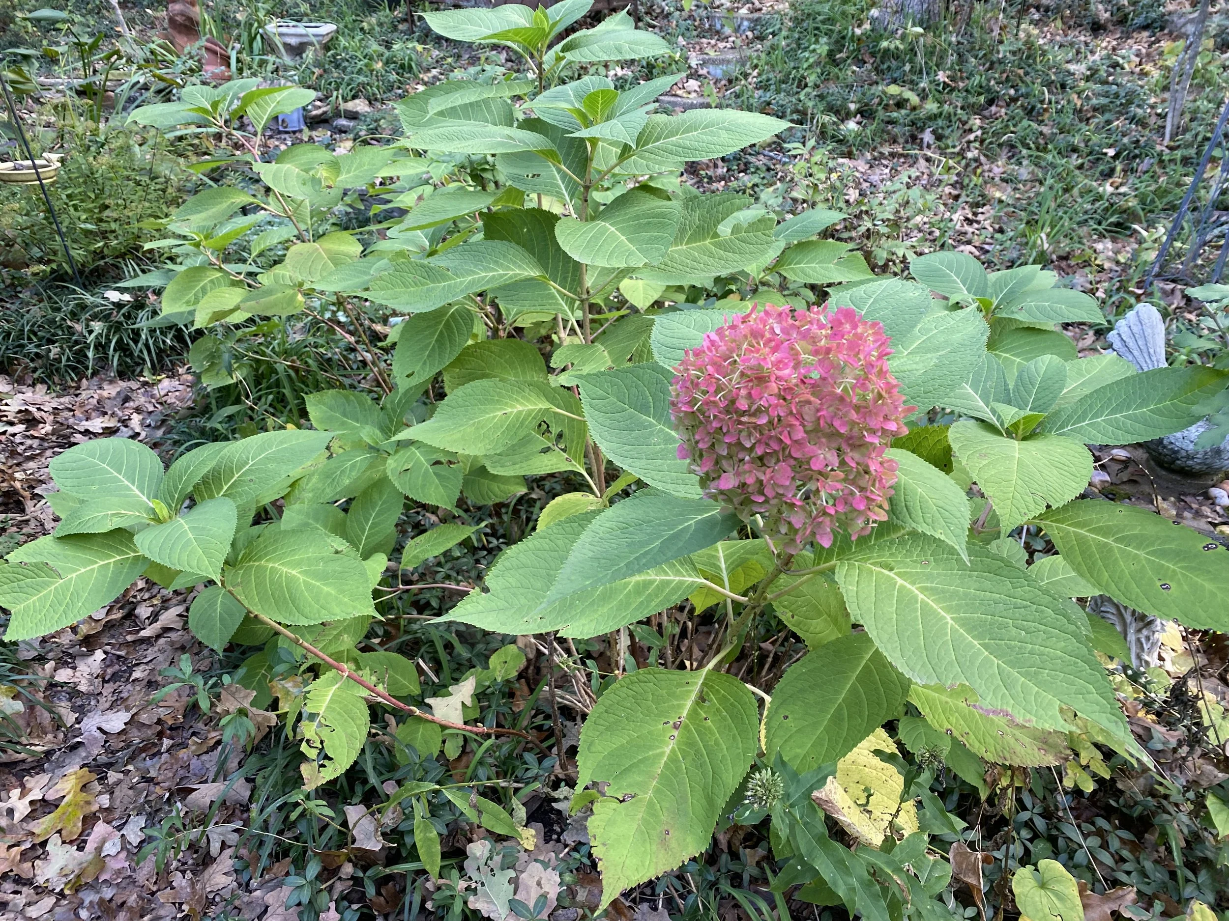 A gardener’s hands spreading shredded leaf mulch around the base of a hydrangea shrub in late autumn, real photo style