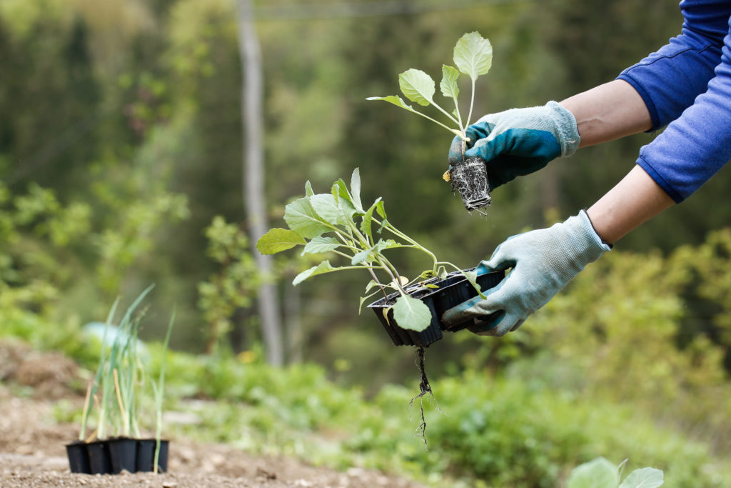 A gardener’s hands transplanting small broccoli seedlings into a compost-amended garden bed