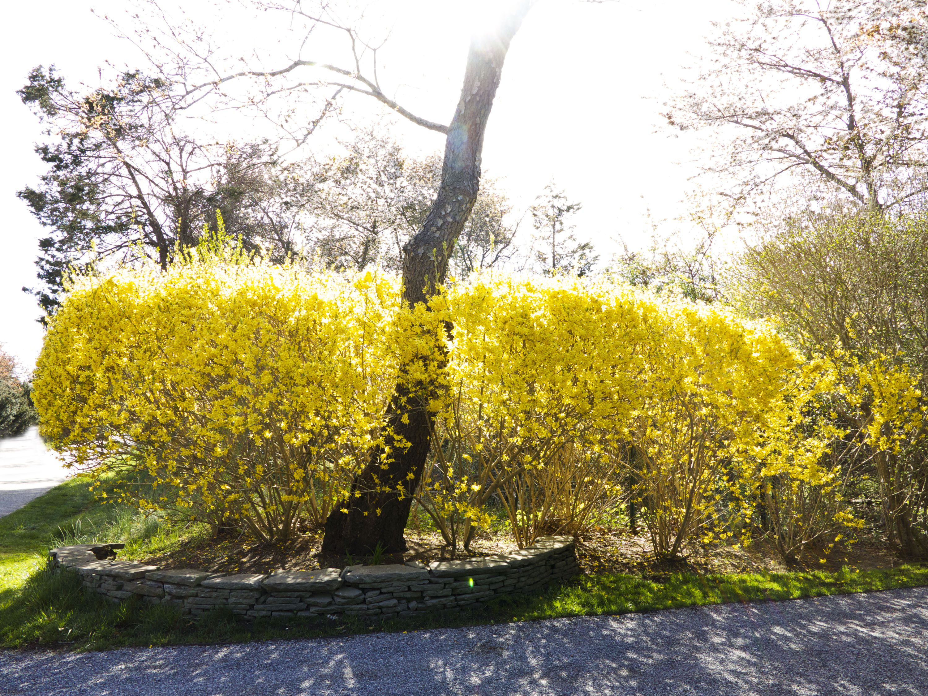 A gardener’s hands using clean bypass pruners to cut a forsythia branch from a backyard shrub on a late winter day, close-up photography style