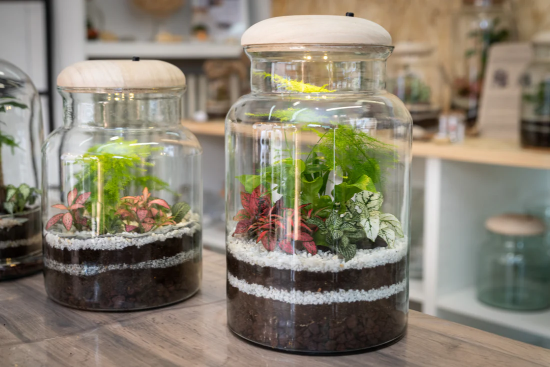 A glass terrarium placed on a wooden table near a bright window with sheer curtains, receiving soft indirect daylight