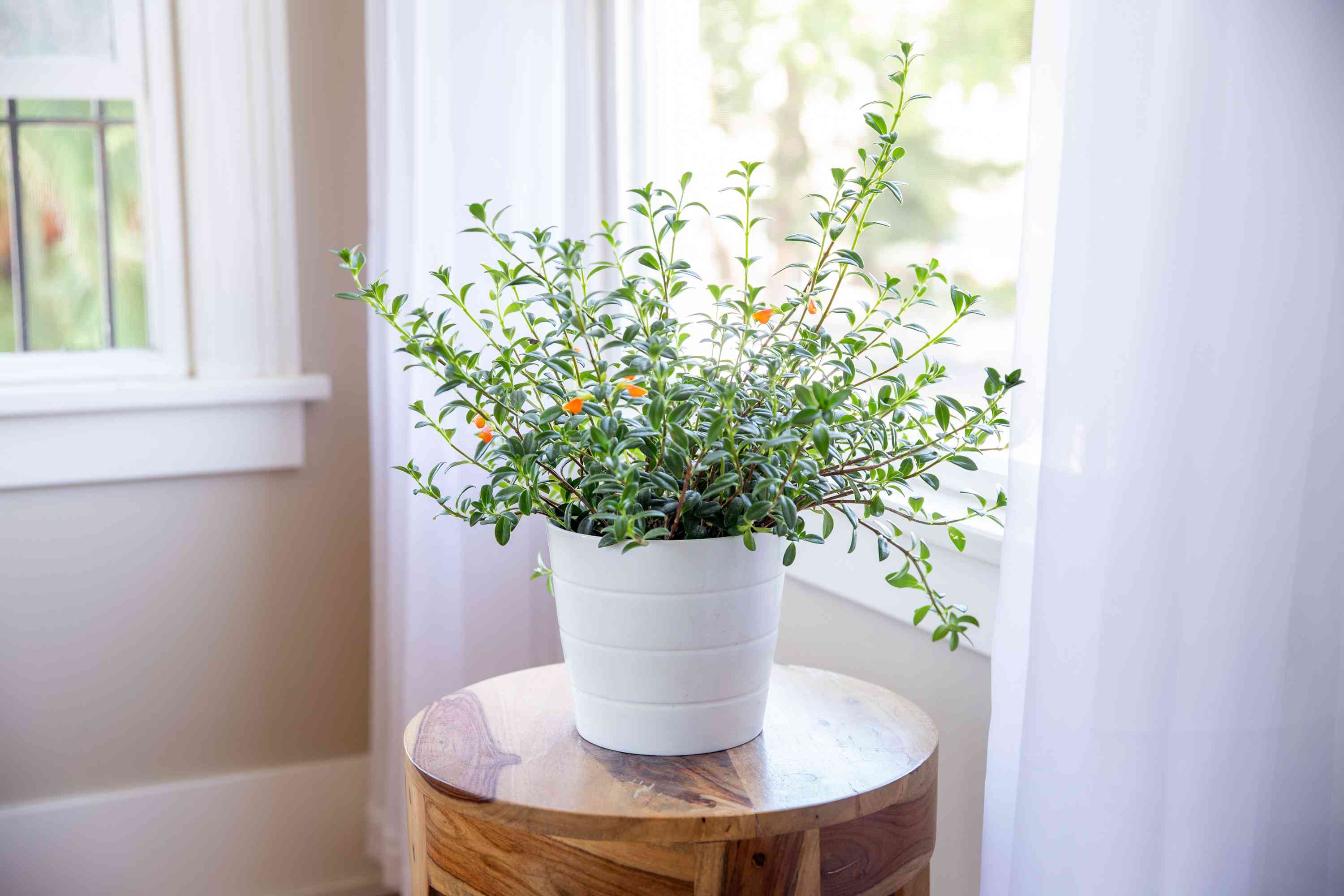 A goldfish plant in a small pot sitting near a bright window with filtered sunlight, trailing stems and healthy green leaves